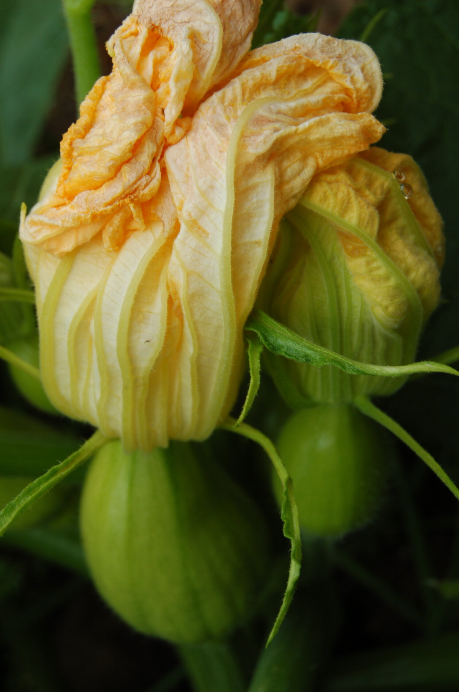 winter squash flower.JPG