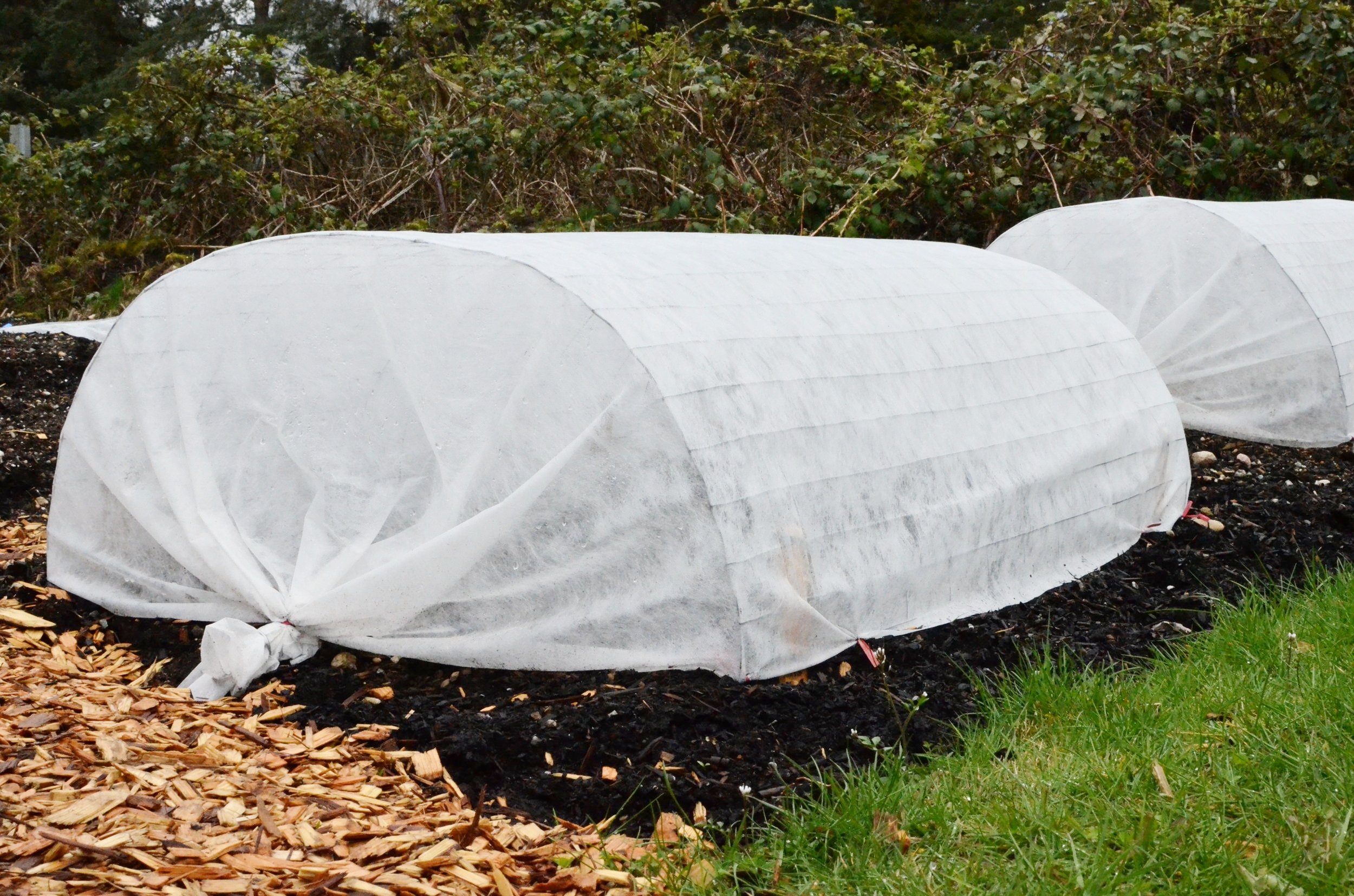  Chicken-wire low tunnels, stapled to wood stakes and covered in spun bonded polyester fabric. These were constructed by the Seattle Urban Farm Co team as a tool for pest exclusion. 