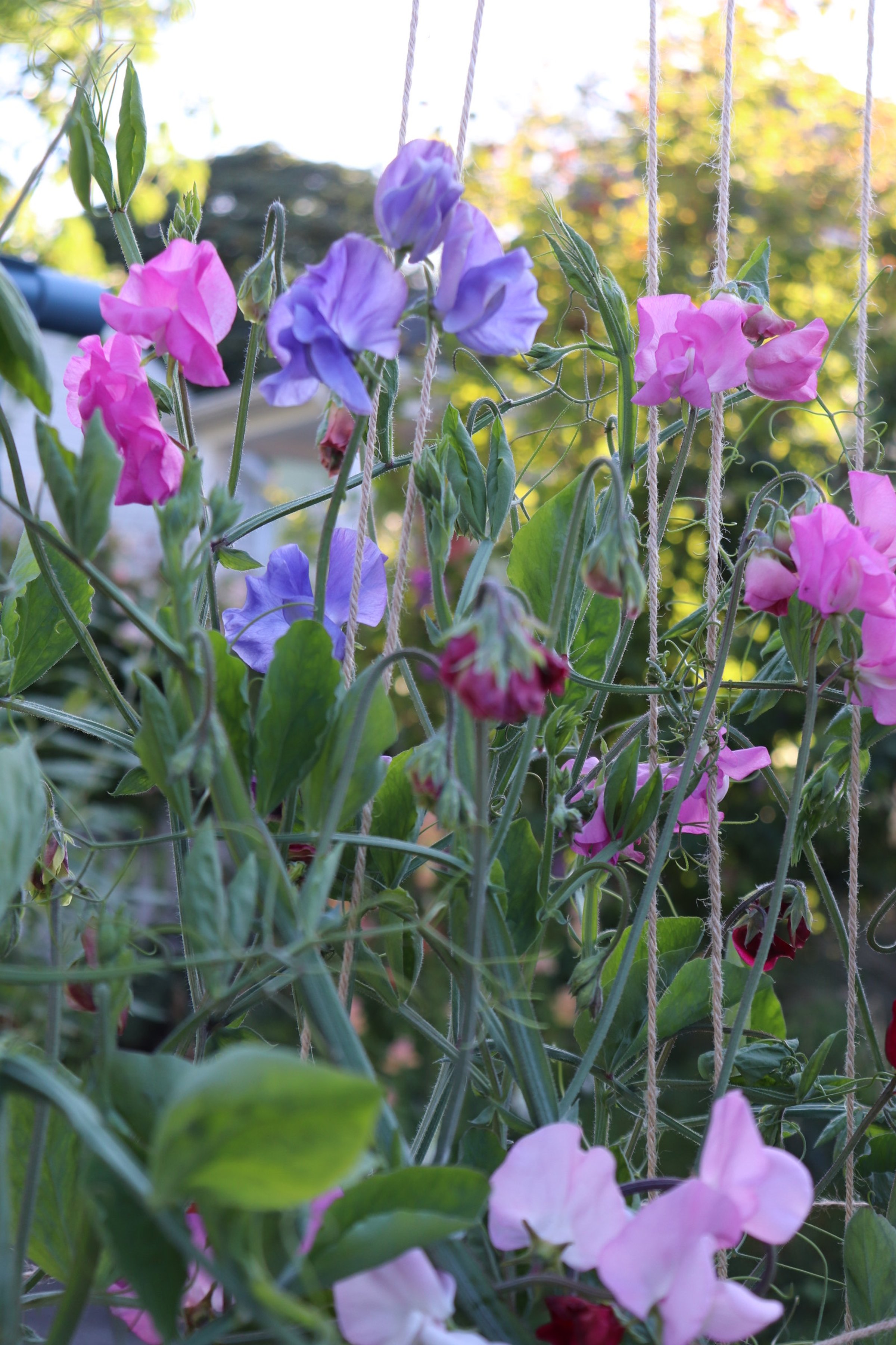 Sweet peas growing on twine 