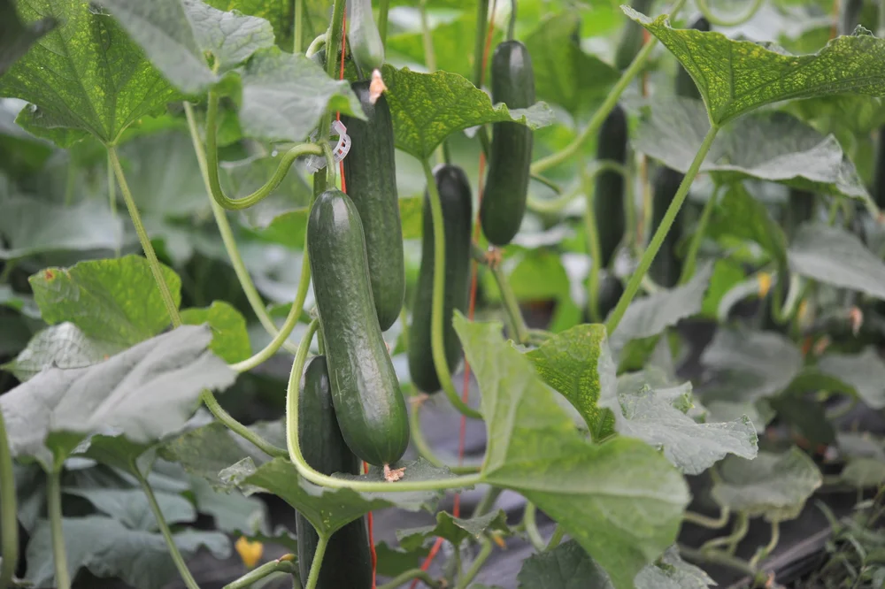 Cucumbers growing vertically on strings. Heavy fruit set supported by compostable trellis clips 