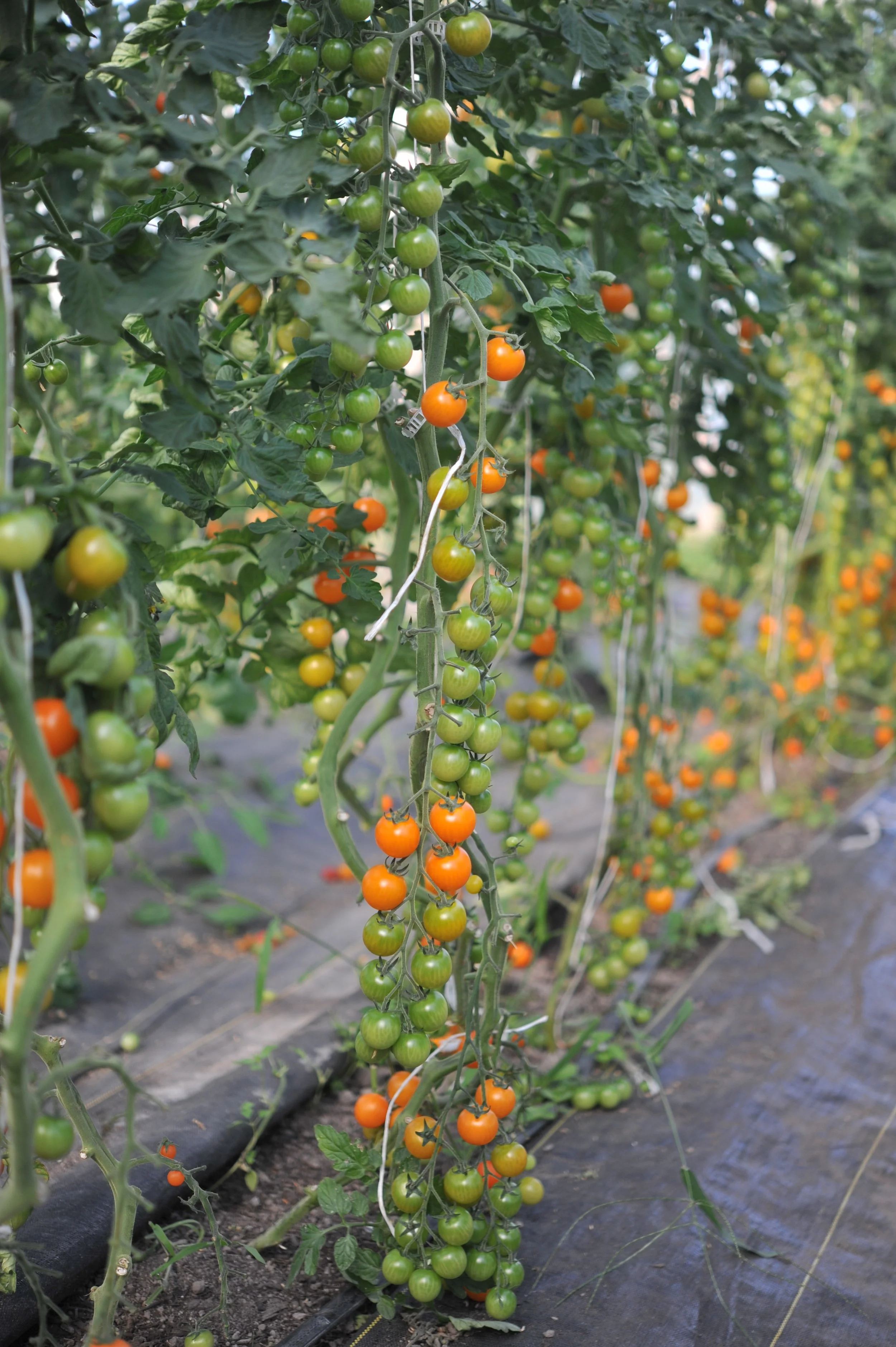 HDahl-tomatoes-vine-03.jpeg