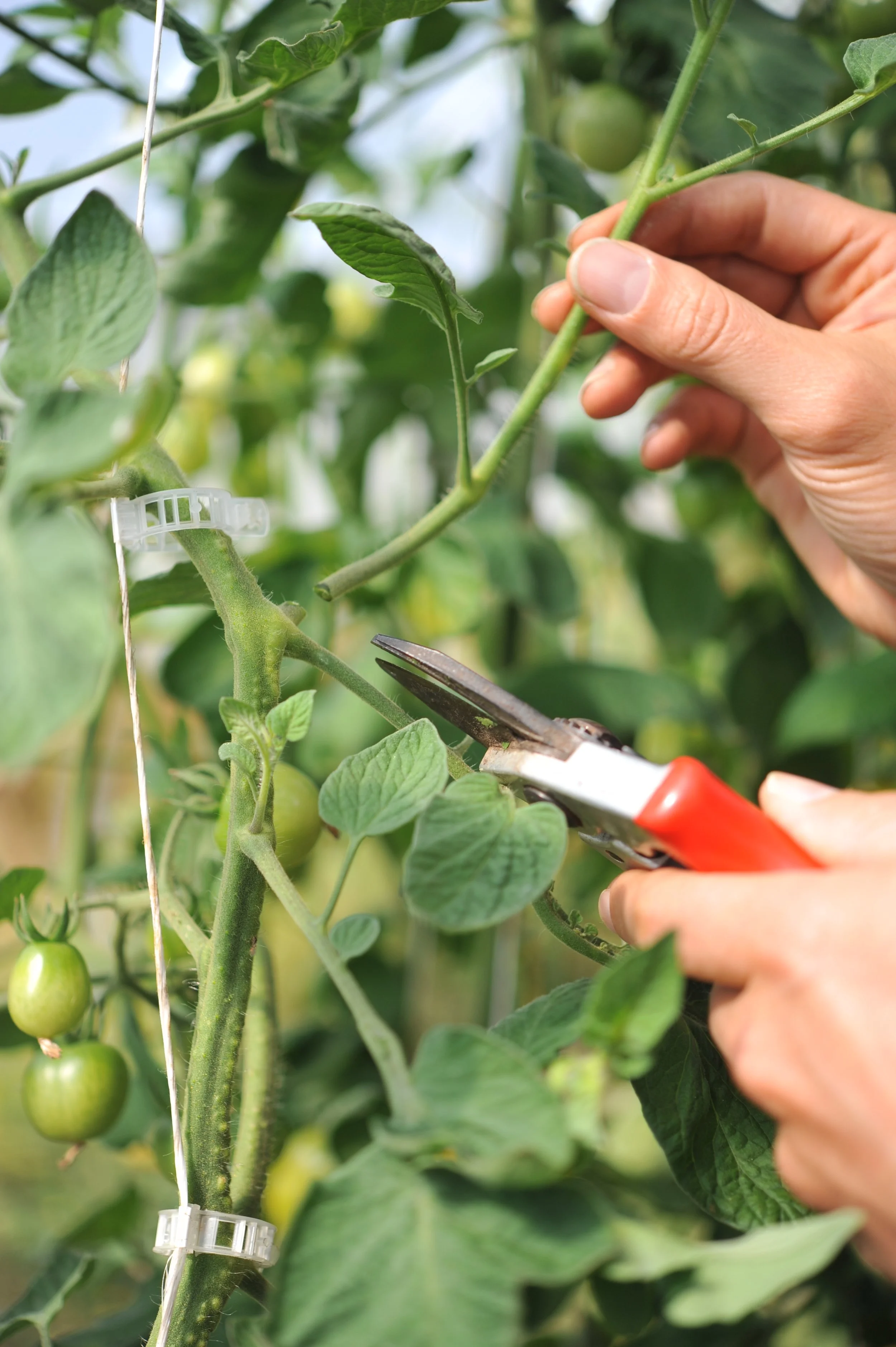 HDahl-pruning-tomato-shoots-01 (1).jpeg