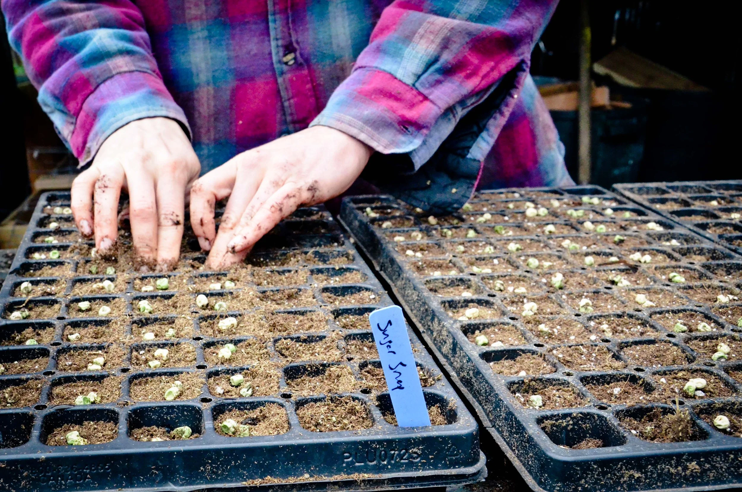 Sowing 2-3 seeds per cell helps improve germination