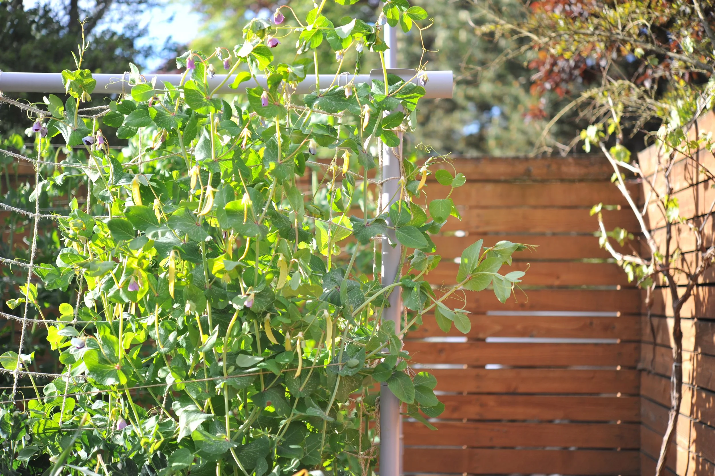 Garden nets are be very useful! 