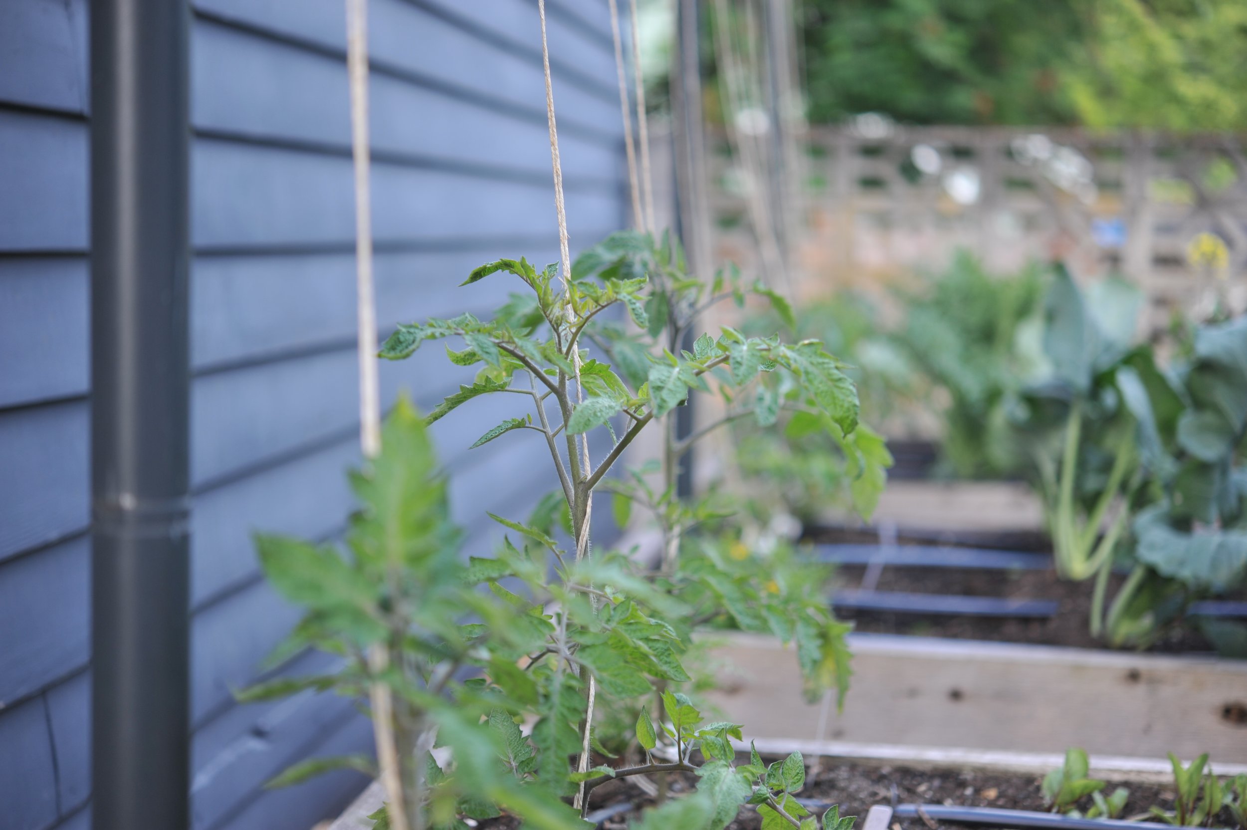 Why we choose hemp twine