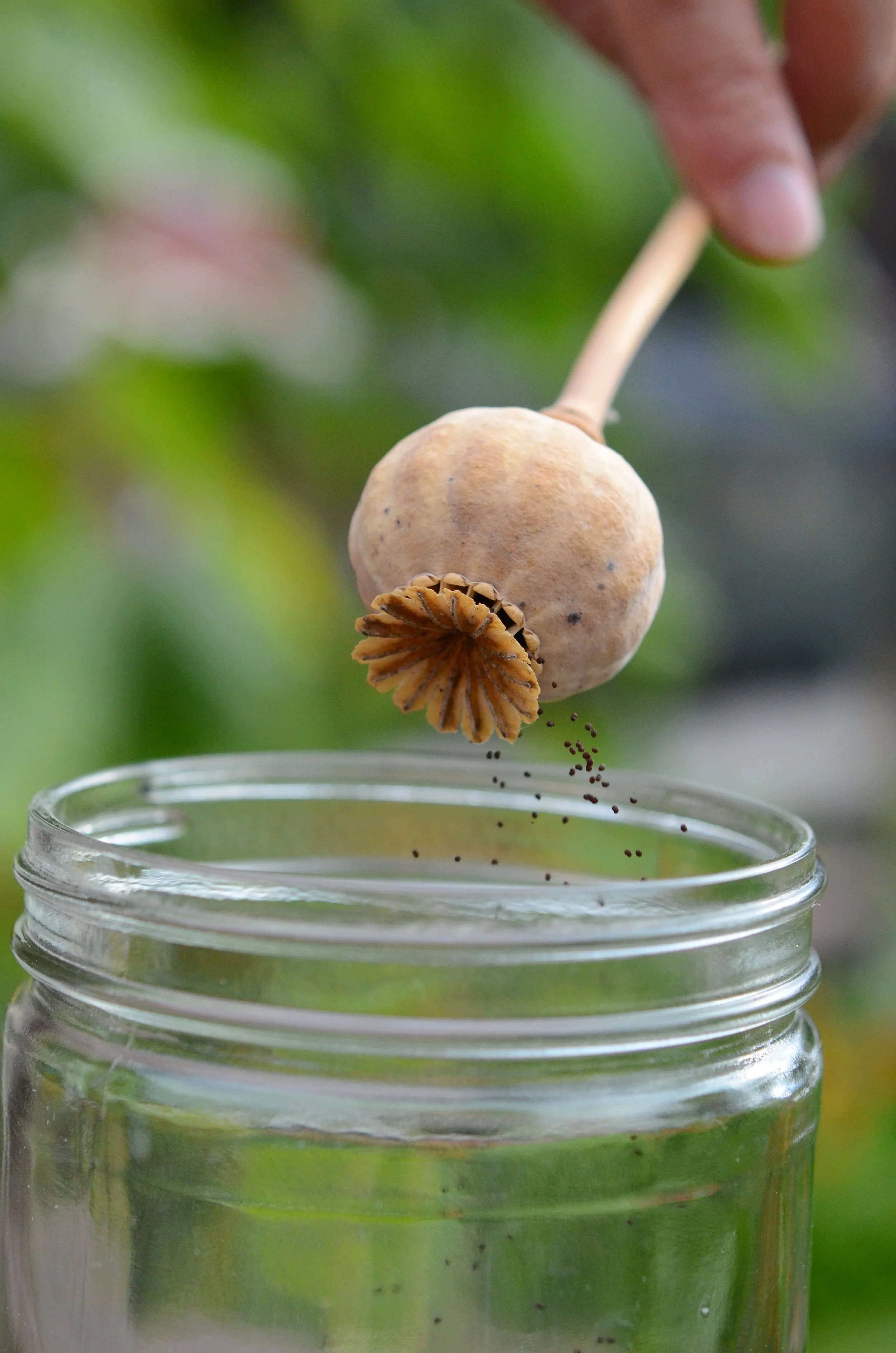 Harvesting poppy seed into a jar