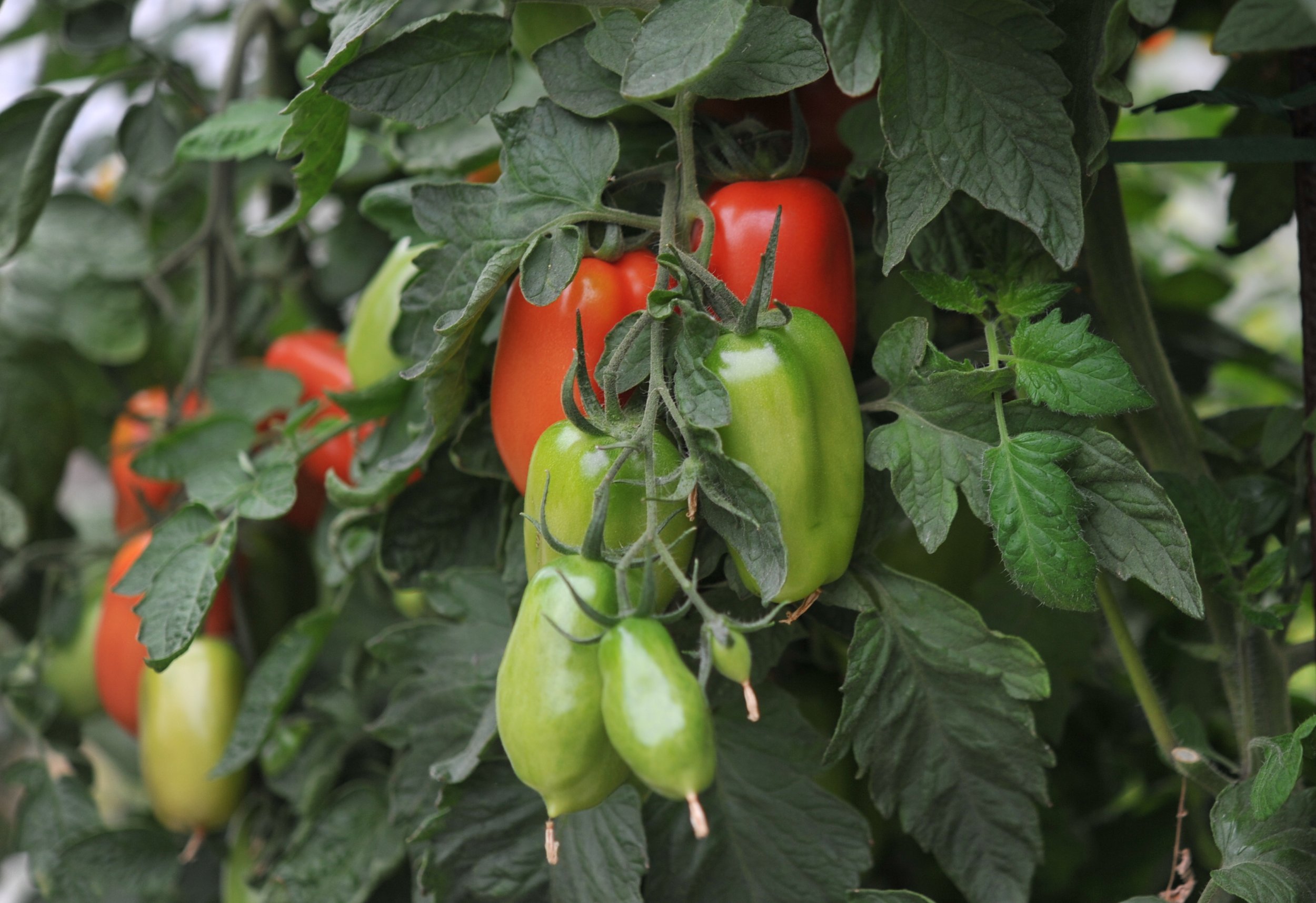 green-tomato-ripening-hacks-boost-your-harvest-with-tips