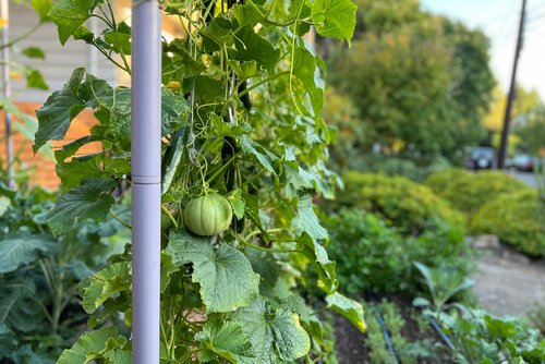 Crops you'll love to grow on the Freyr trellis!