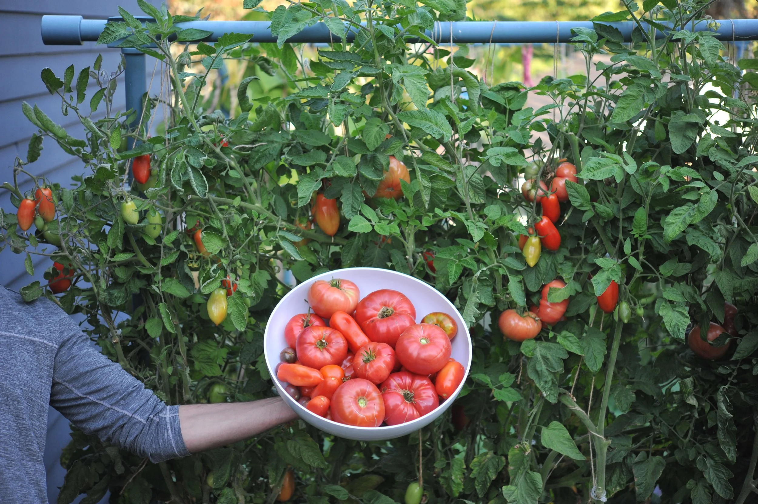 Tomato Growing