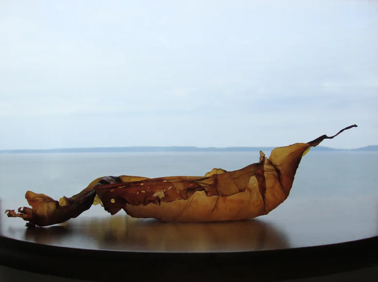 Celeste Roberge, Seaweed Boat , digital print face-mounted on plexi with aluminum backing, 9.5" x 14", Edition of 20