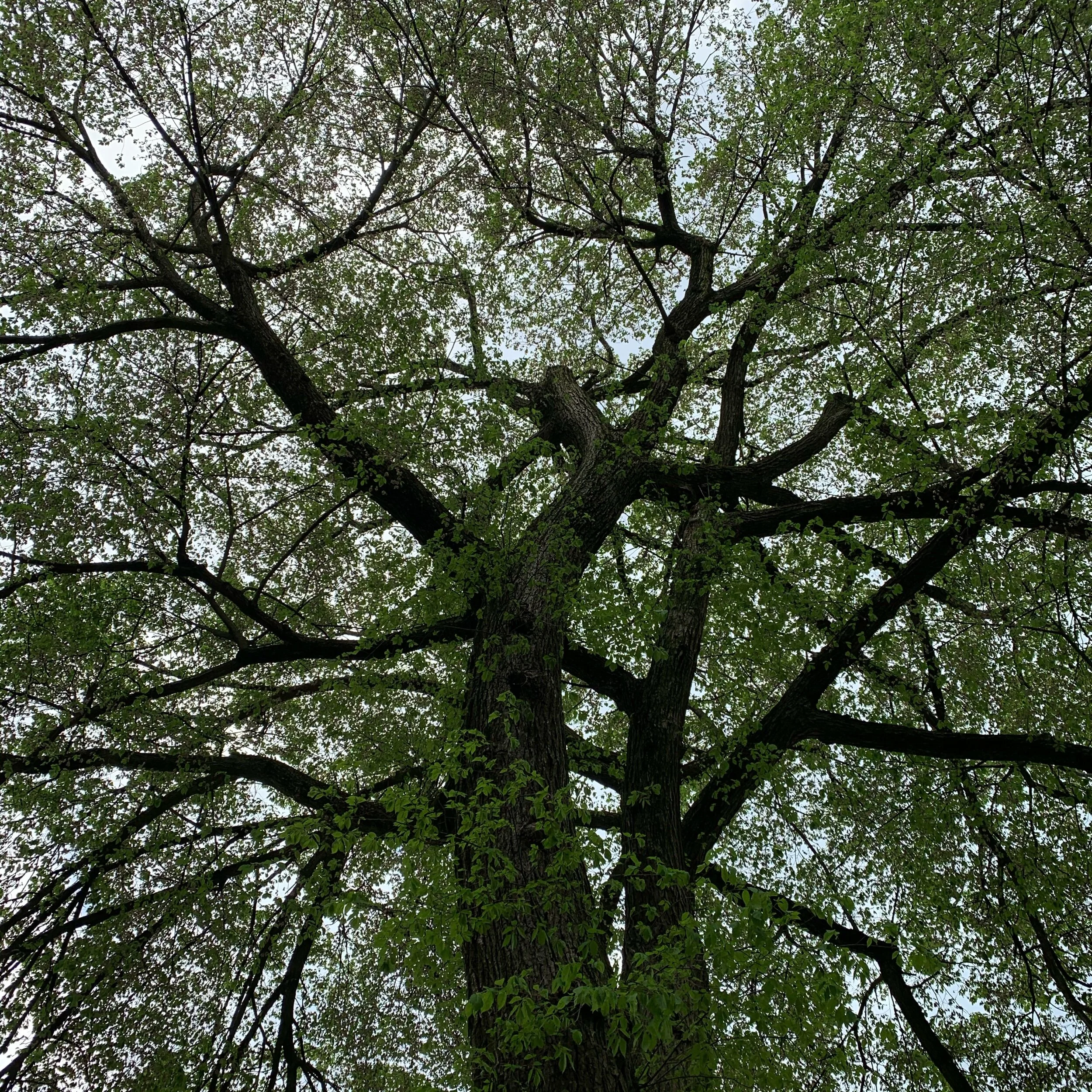 IMG_7425.jpeg