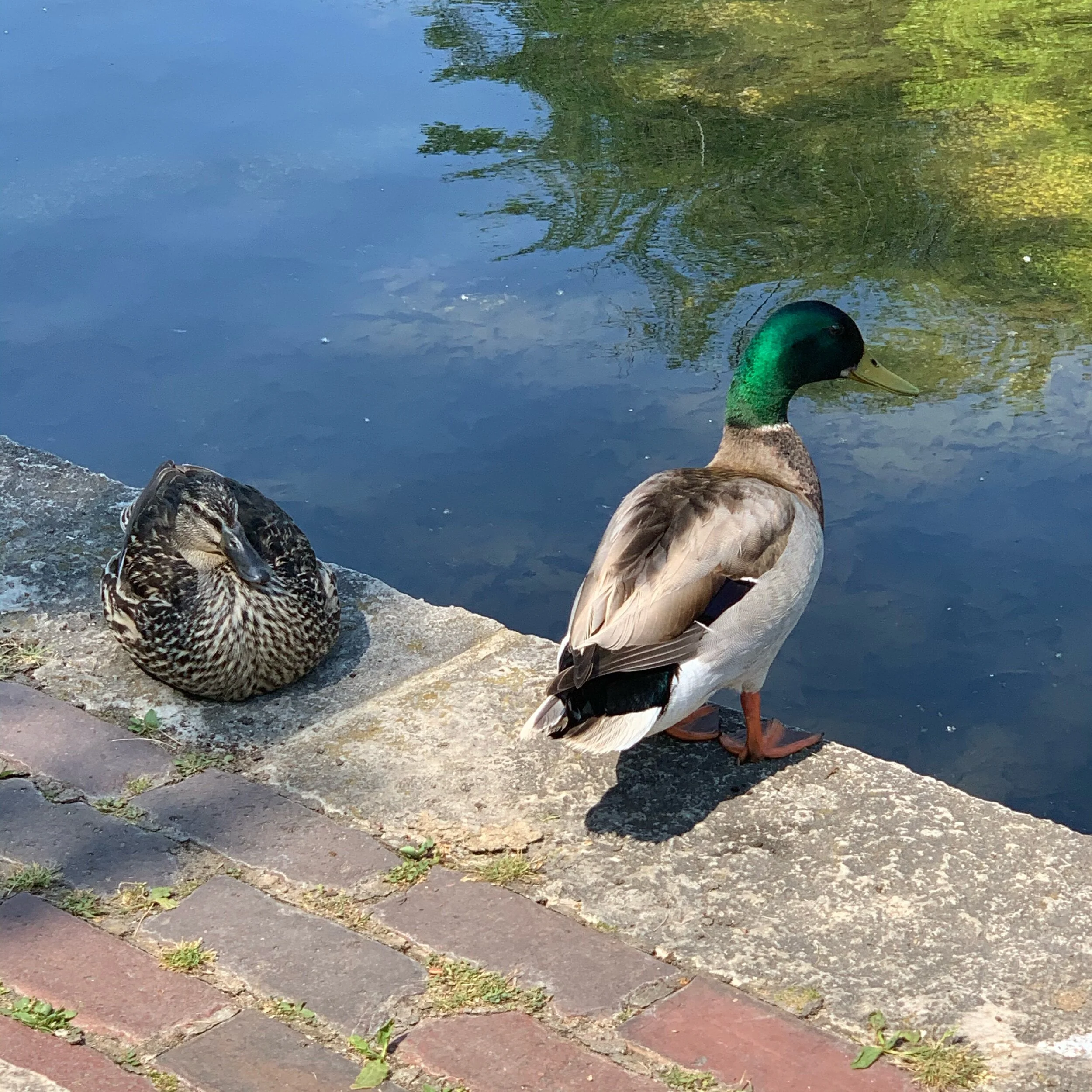 IMG_7674.jpeg