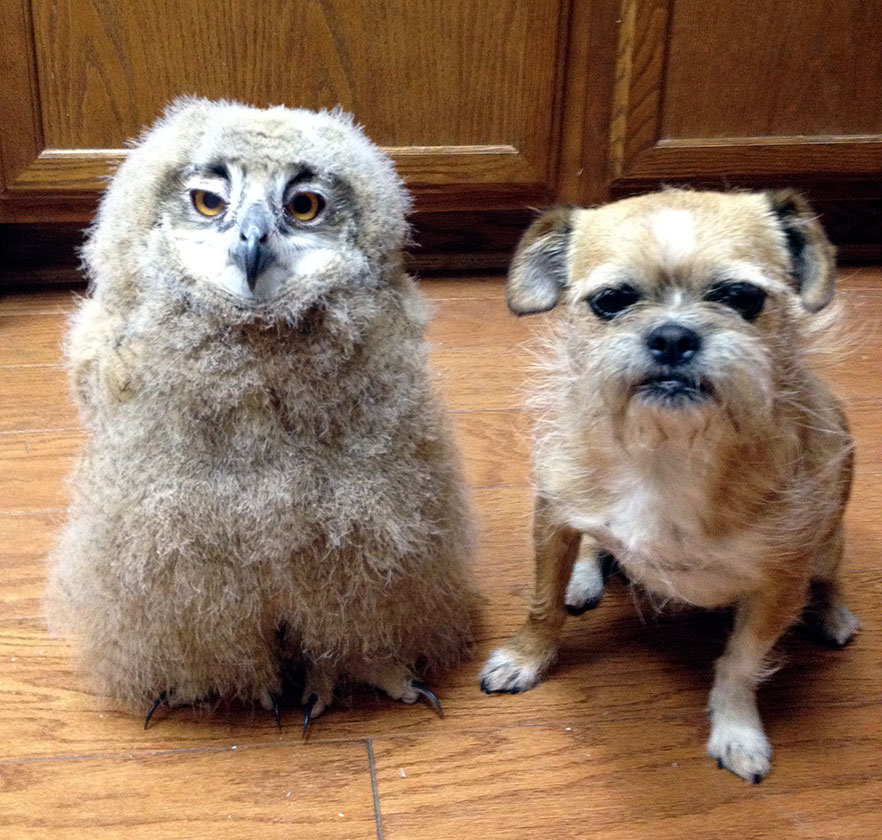 Willy Nelson and Owl-impersonating Dog