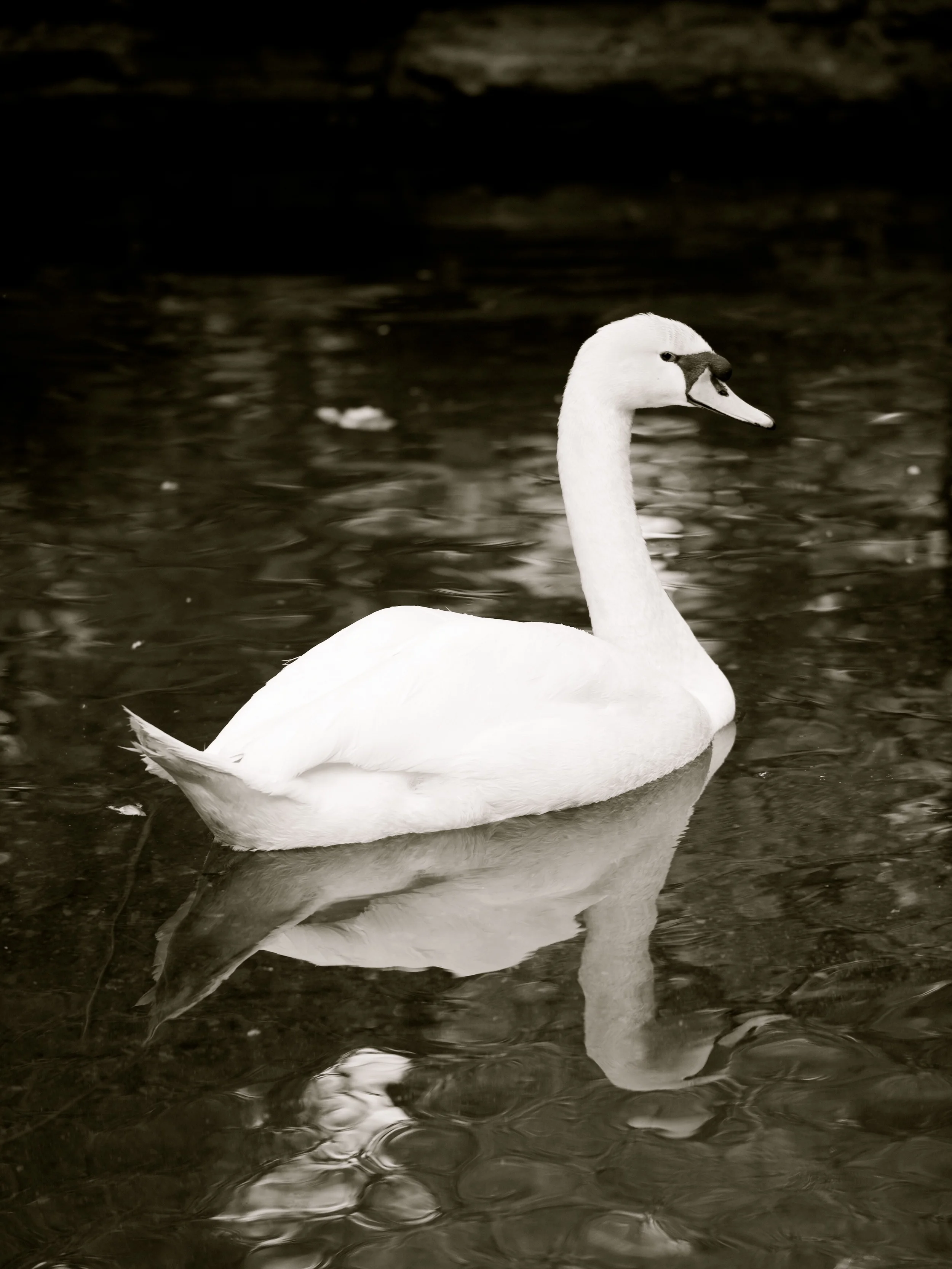 Swan.jpg