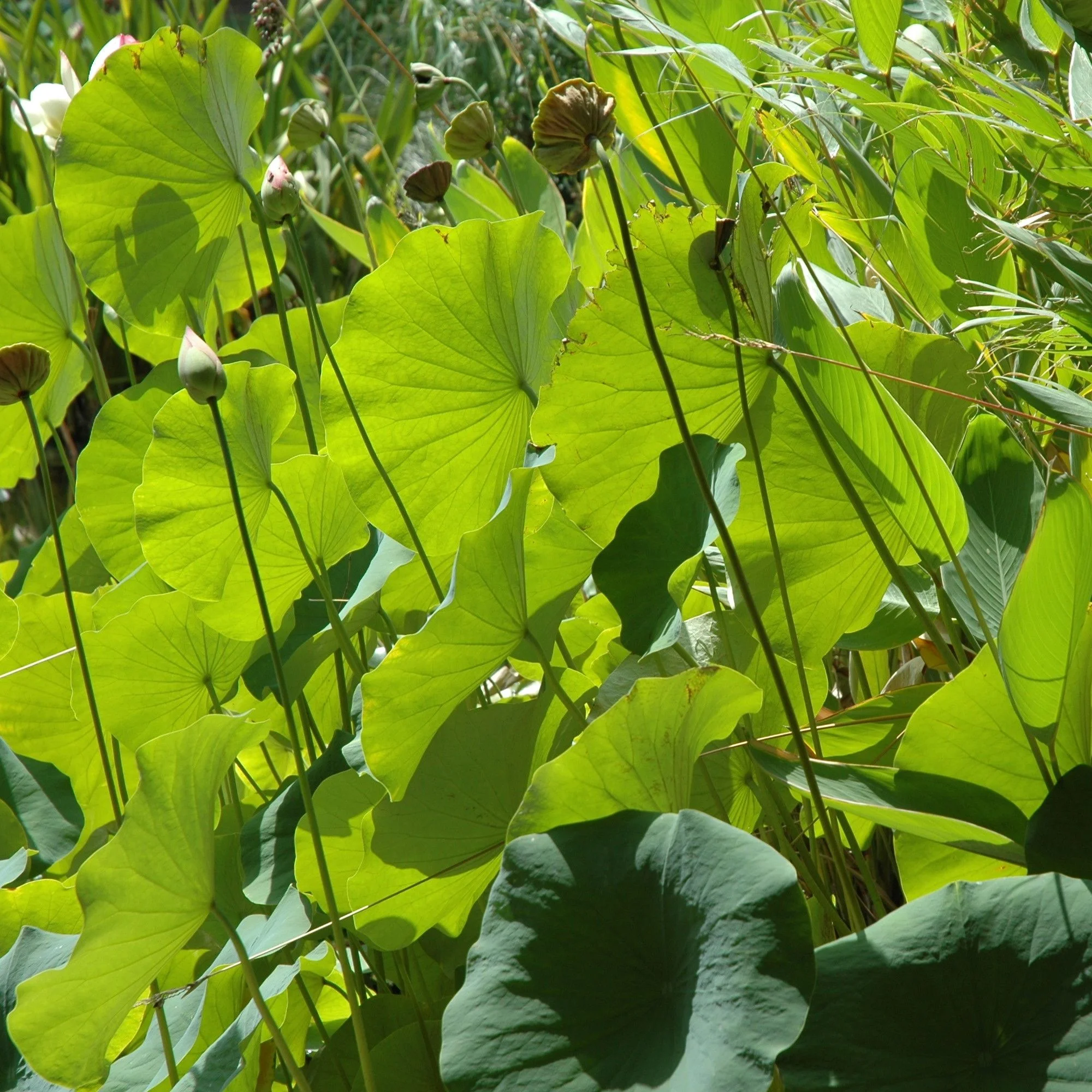 plant community.jpg