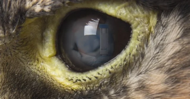 Corning Falcon Case Study