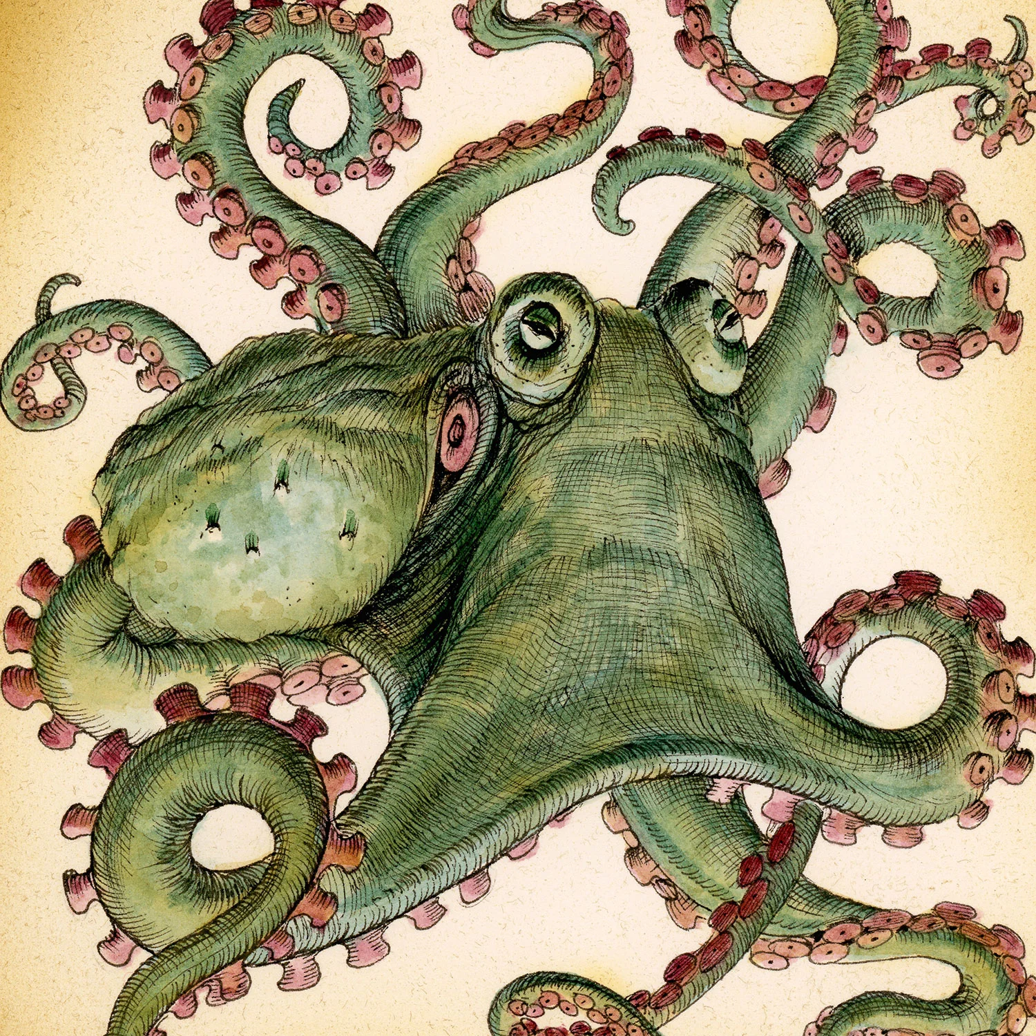 Brammer_Octopod-Specimen-G_thumb.jpg
