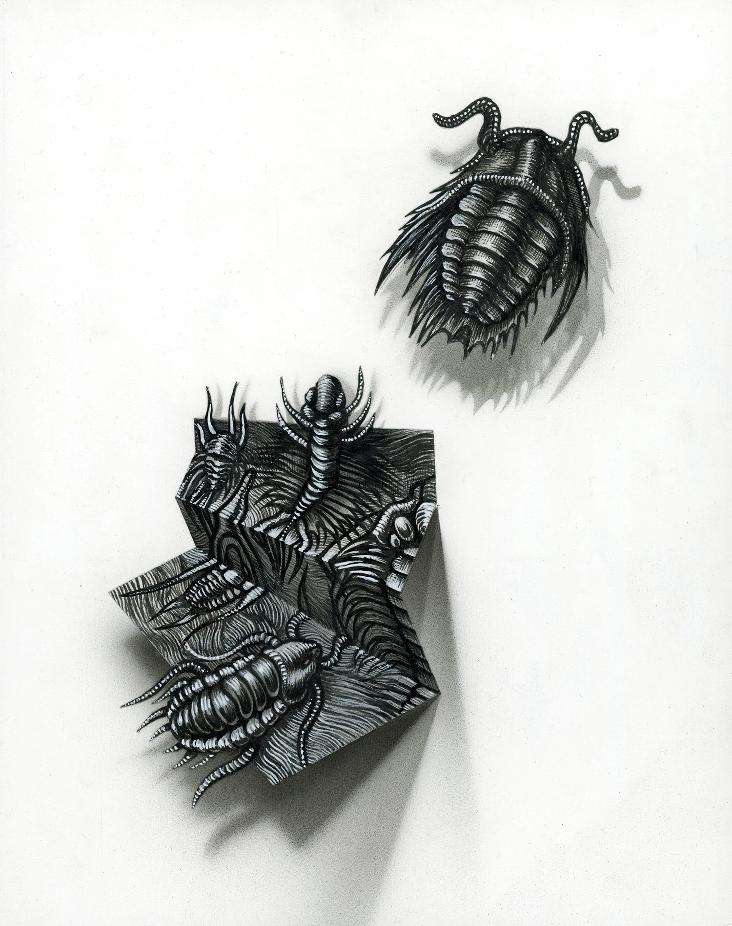 Flight of the Trilobite-Specimen No. 5_crop_20250924_08184129.jpg