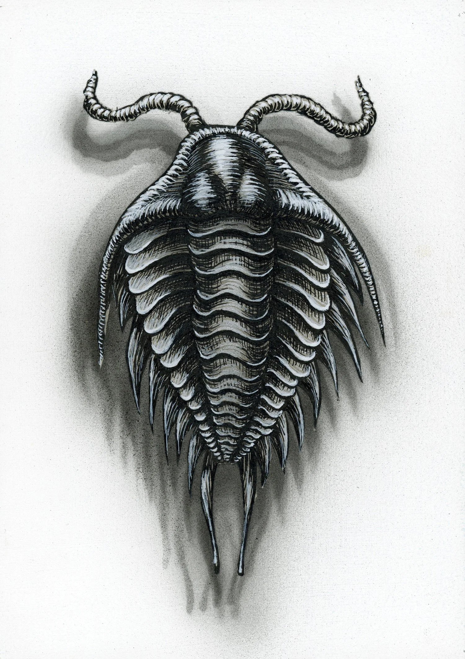 Flight of the Trilobite-Specimen No. 6_crop_20250924_08153037.jpg