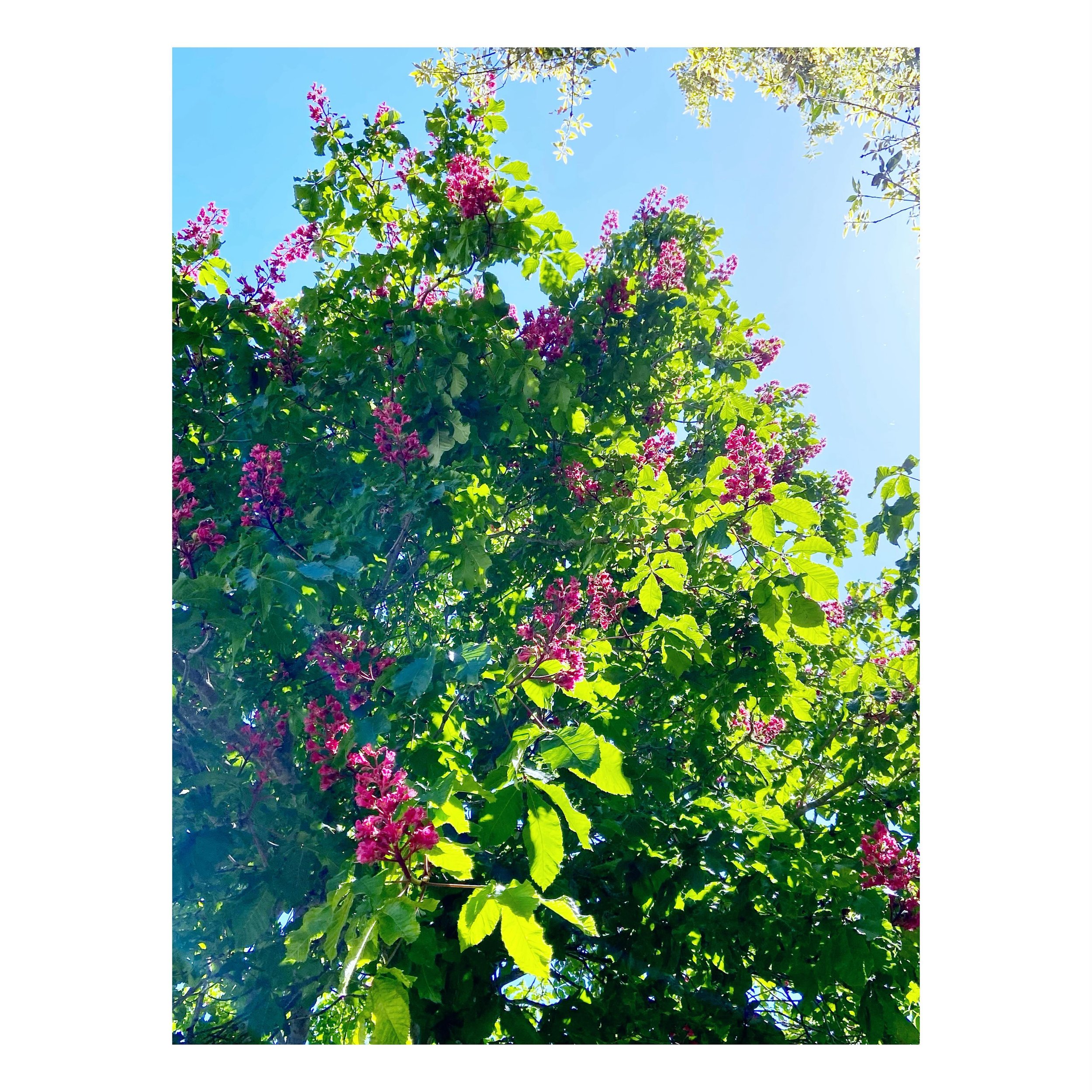 SUNNY SUNDAY 🎶

#nature #color #lookup