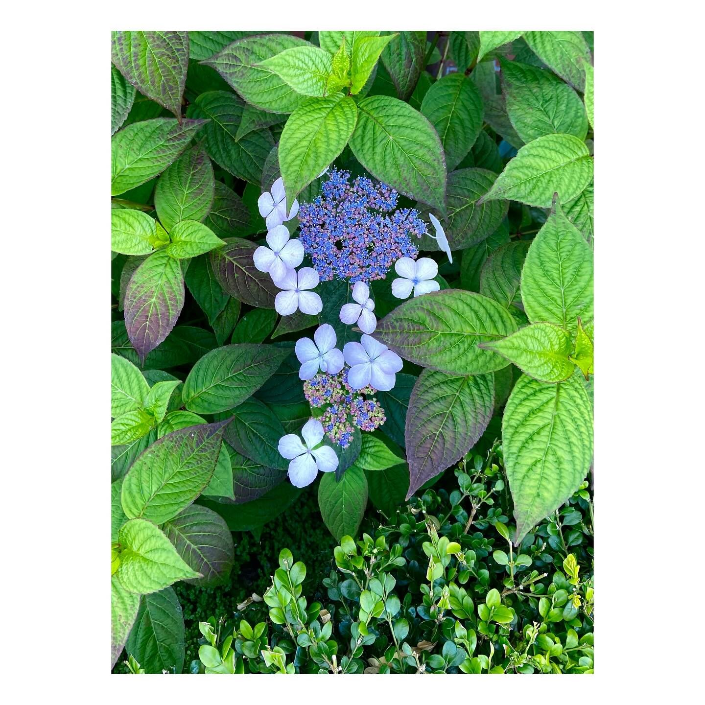 💜🤍🩷 on the way home 

#flower #colors