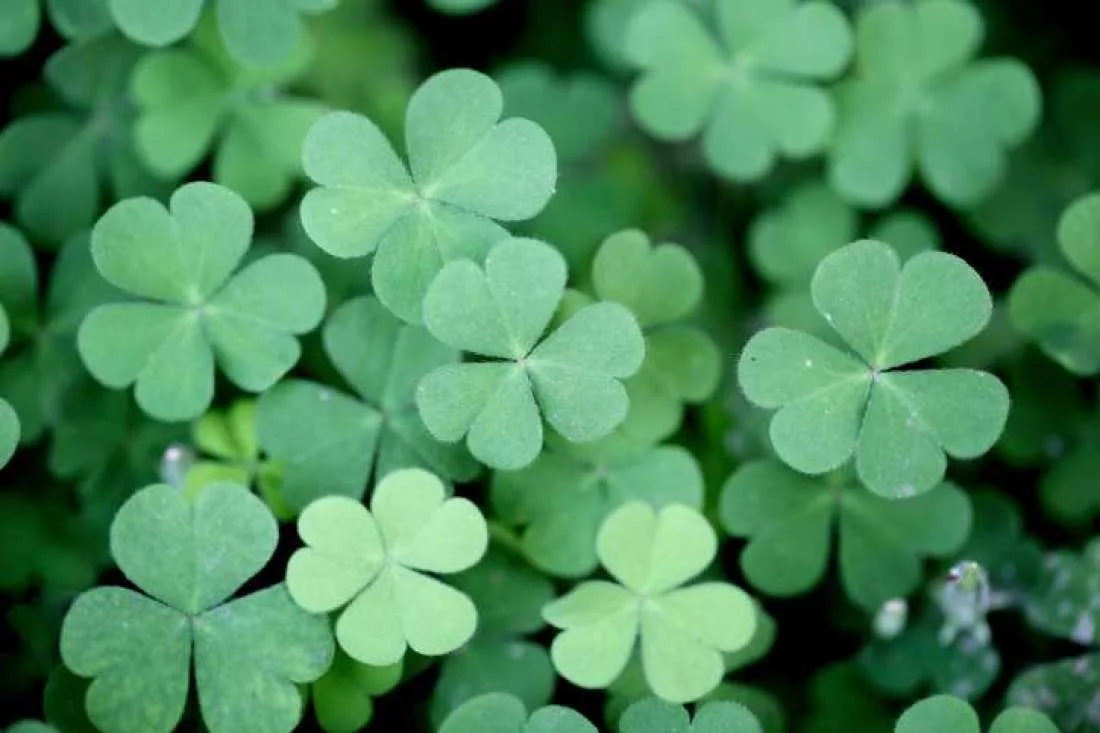 Four-leaf clovers are indeed rare - 10,000 regular three-leaf clovers to a four-leaf clover. Legend says that each leaf of the clover has a meaning: Hope, Faith, Love and Luck.