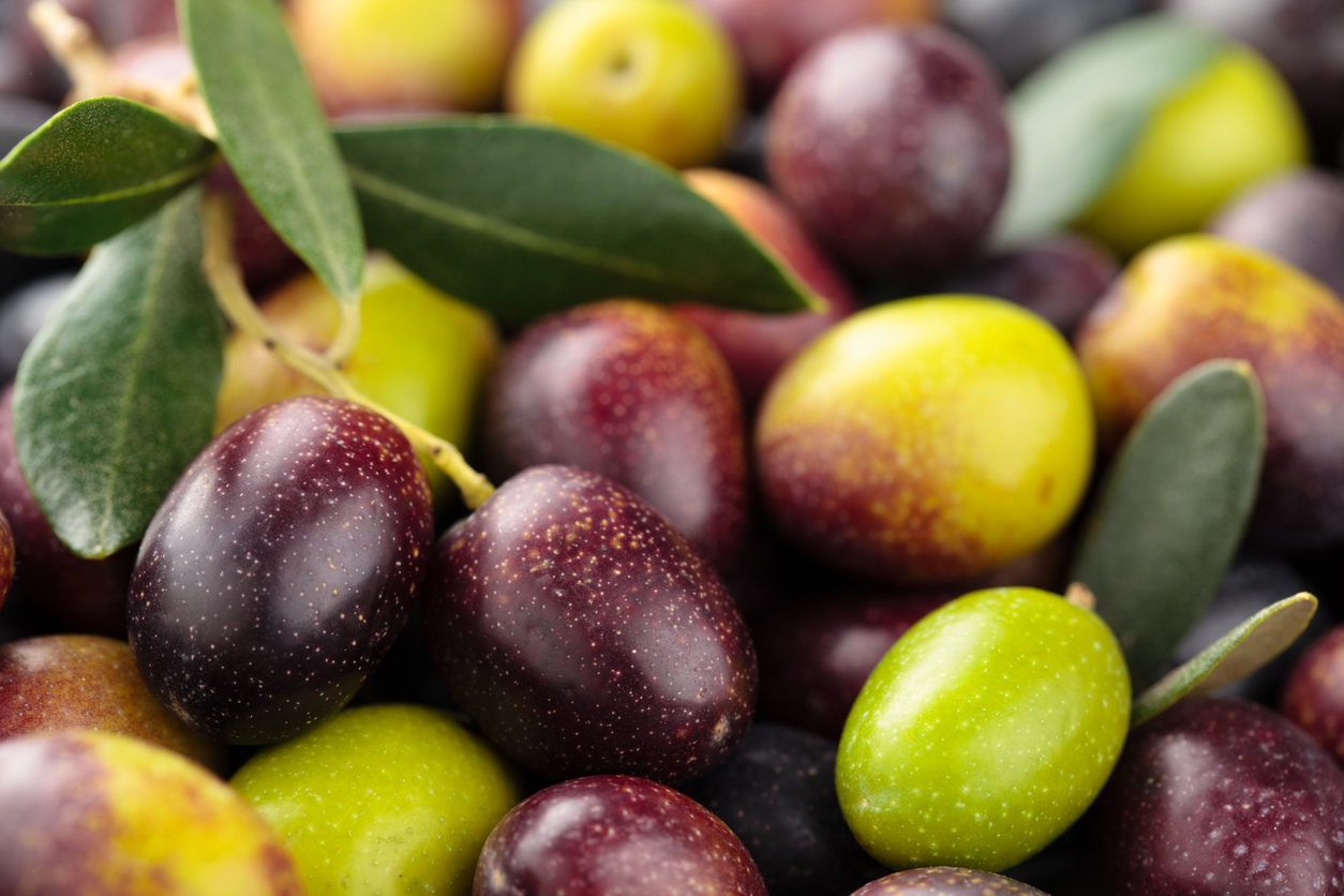 purch olive harvest.jpg