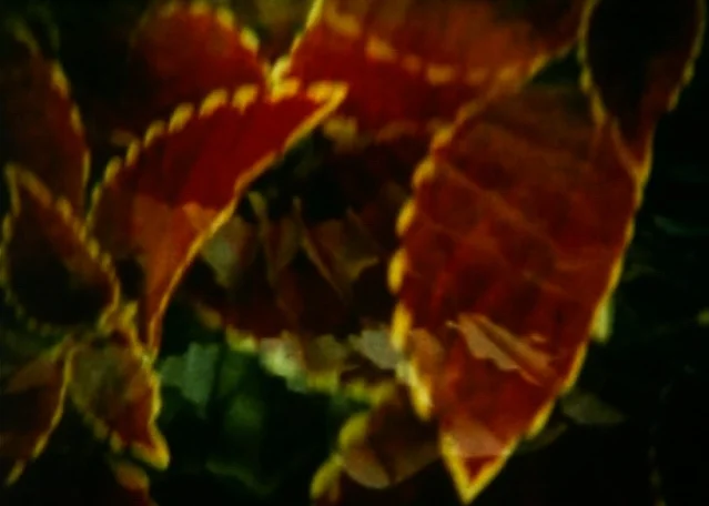 EASTER MORNING, 2008, 8mm/Digital, color/sound, 10min. Music: “In C” by Terry Riley