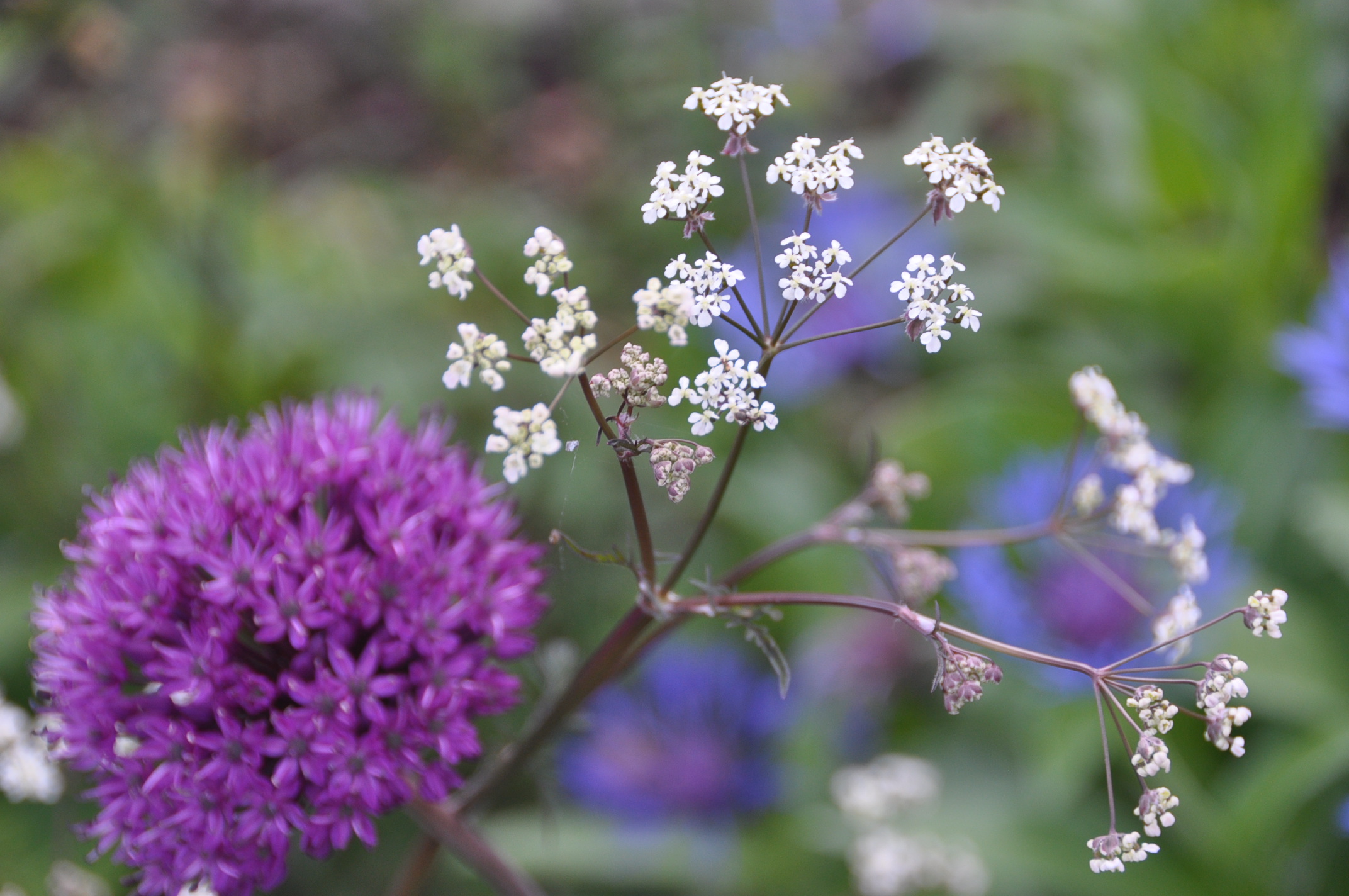 Ravens wing and Alliums