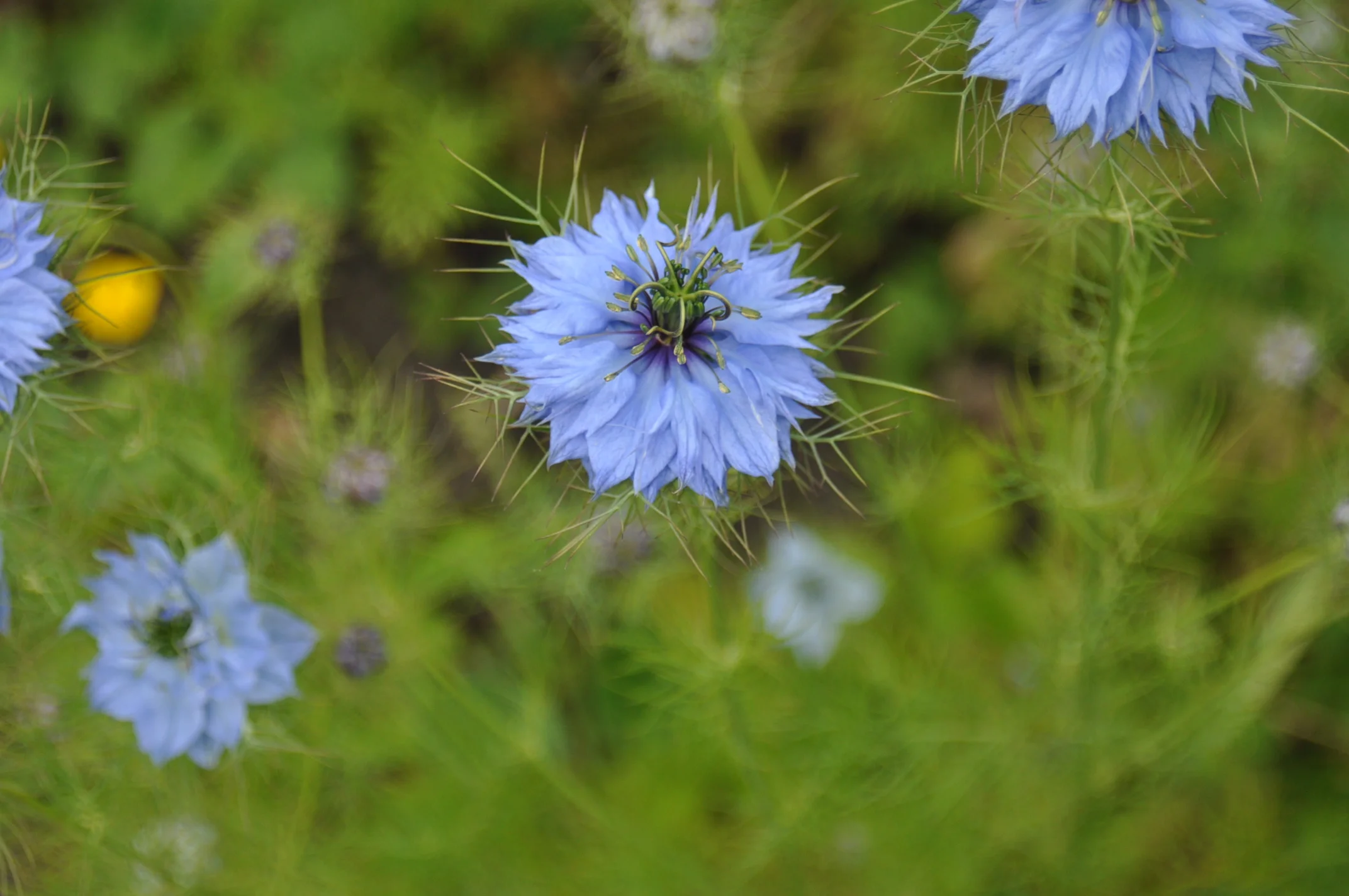 Spring to the rescue