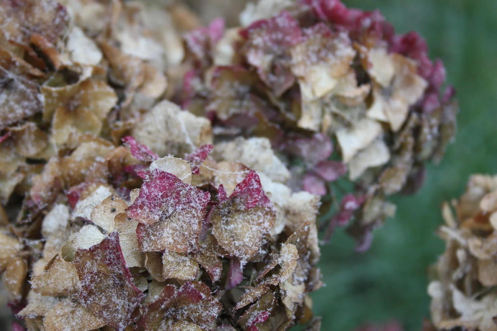 Scrumdiddlyumptious Autumn