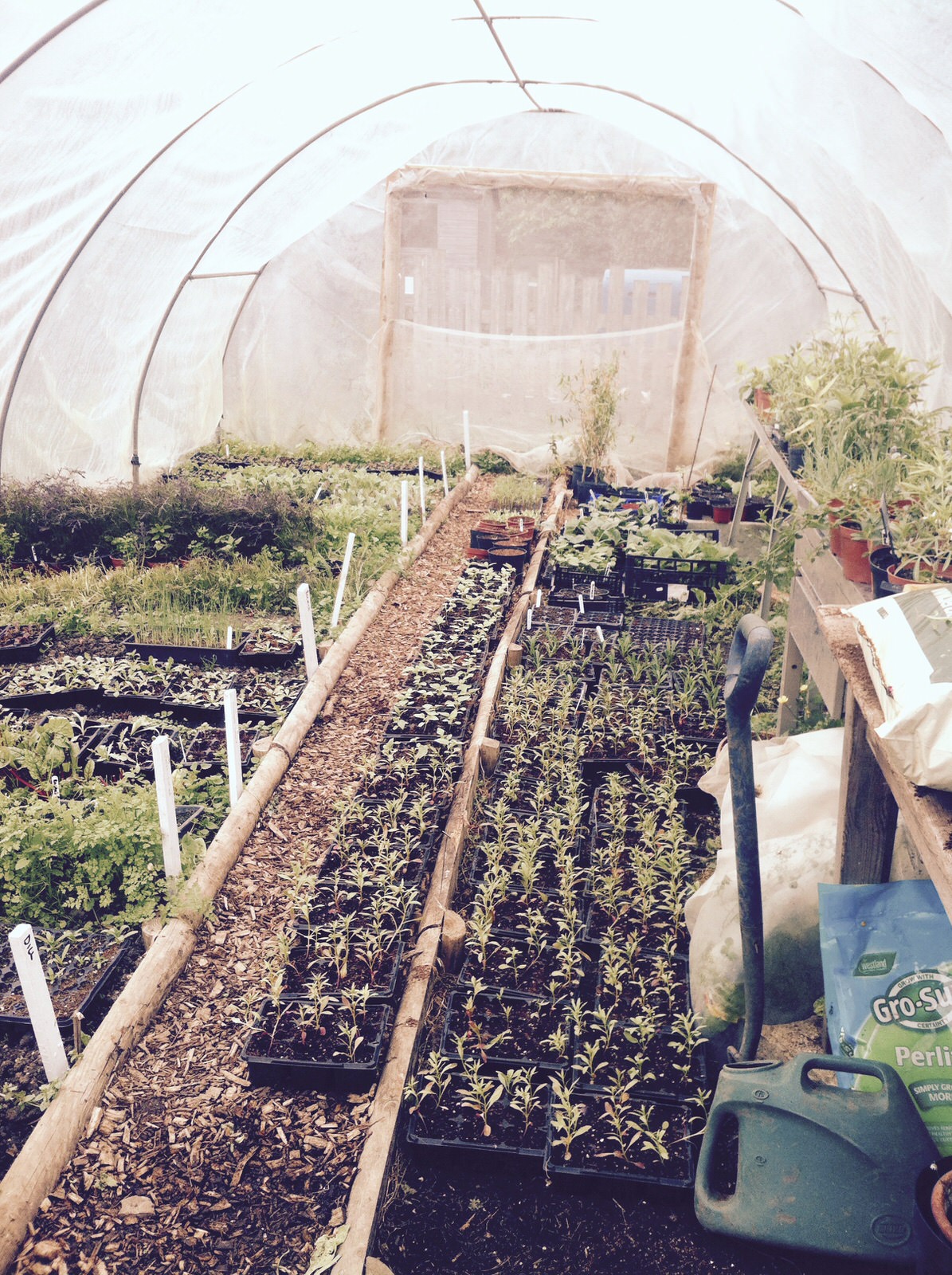 The polytunnel