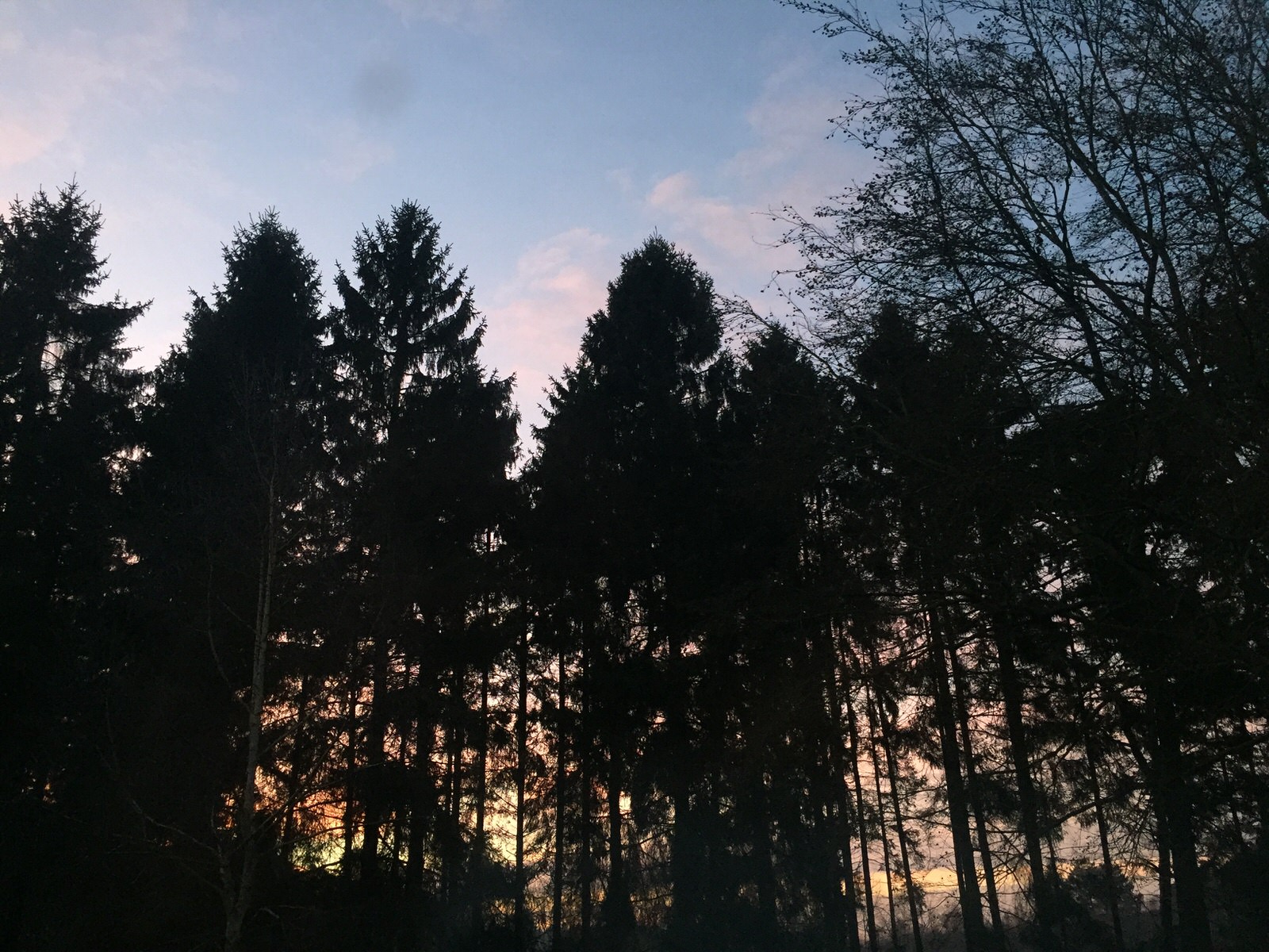 Sunset fir trees