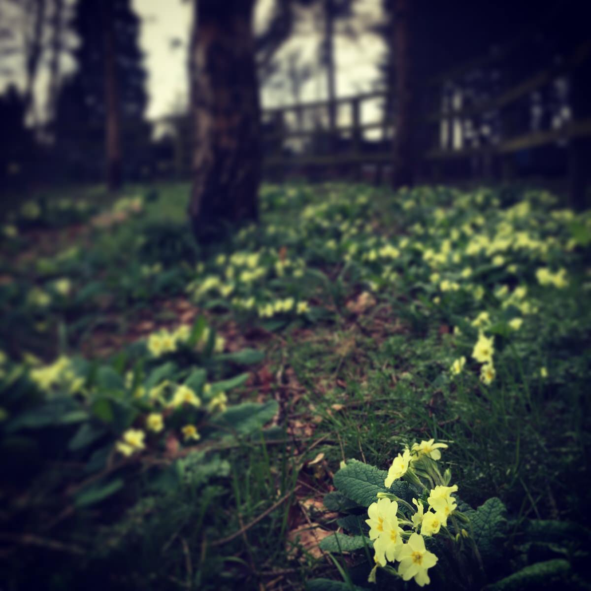 A carpet of primroses