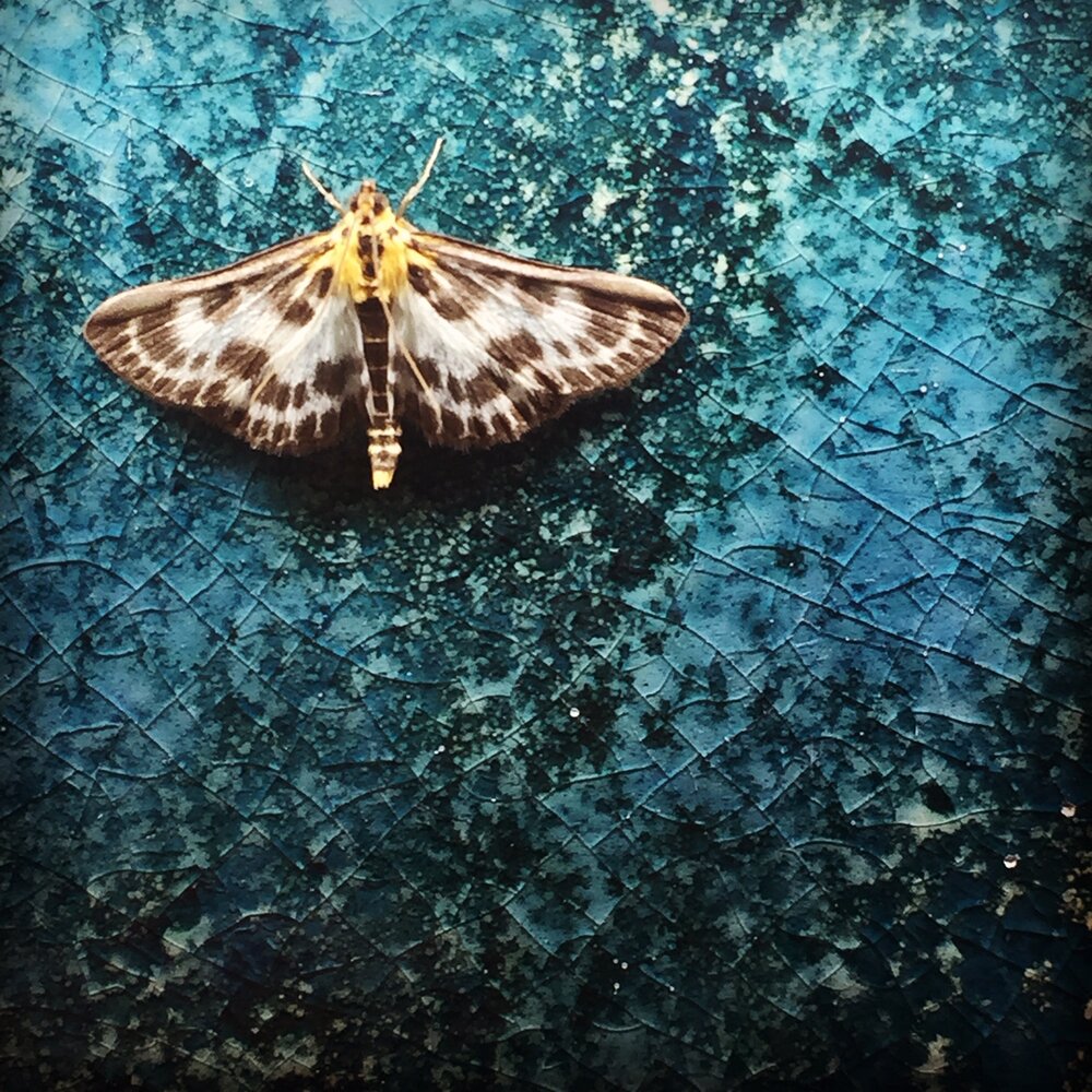 Moth on tile