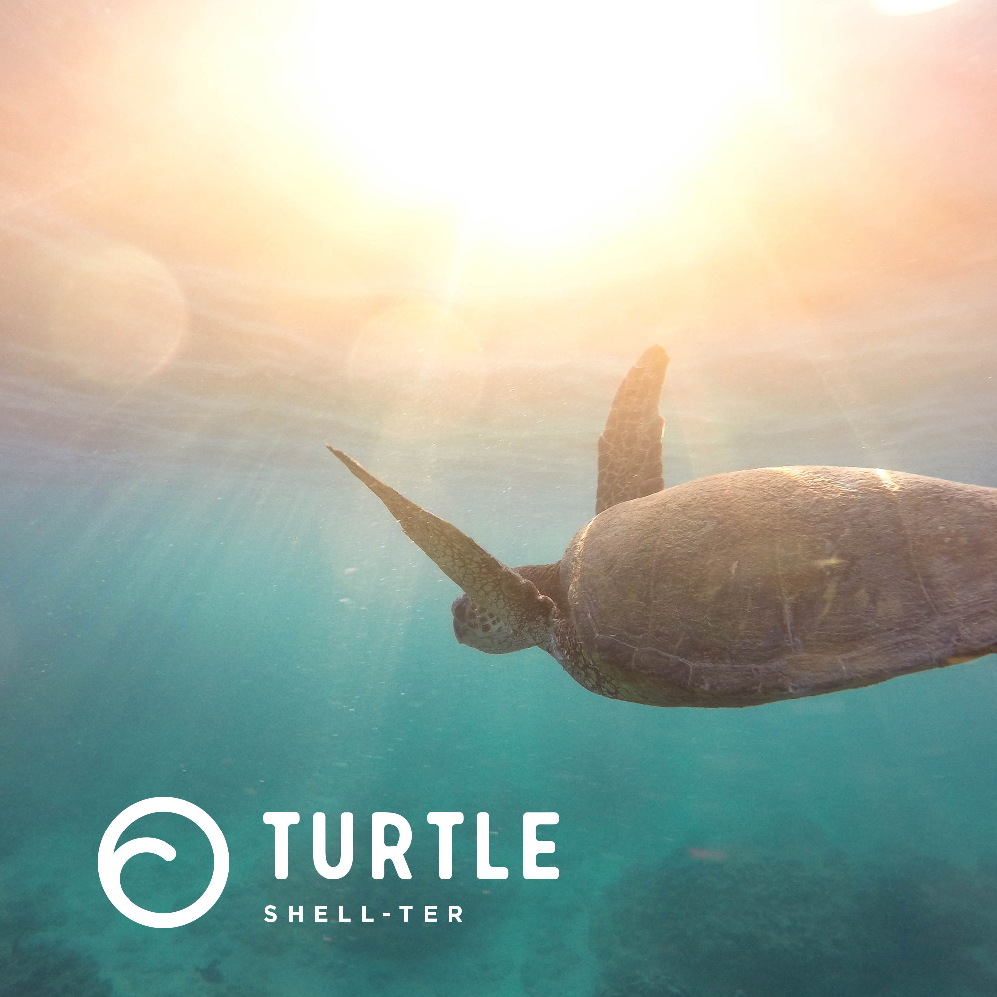 TheWildlyDesign-logo-shell-ter.jpg