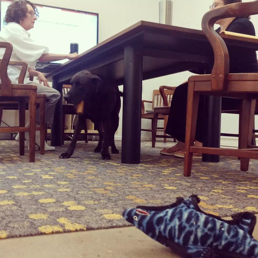 design sessions for projects are often all paws on deck 

#nashvillearchitect @the.architect.workshop #designmatters #charette #dogsofinstagram #workshop