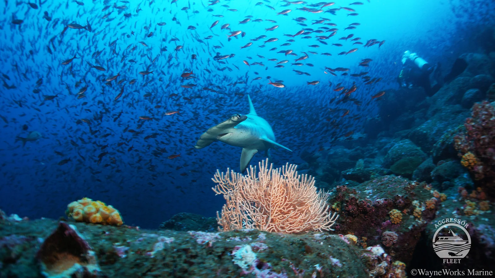 Galapagos-UW14-X2.jpg
