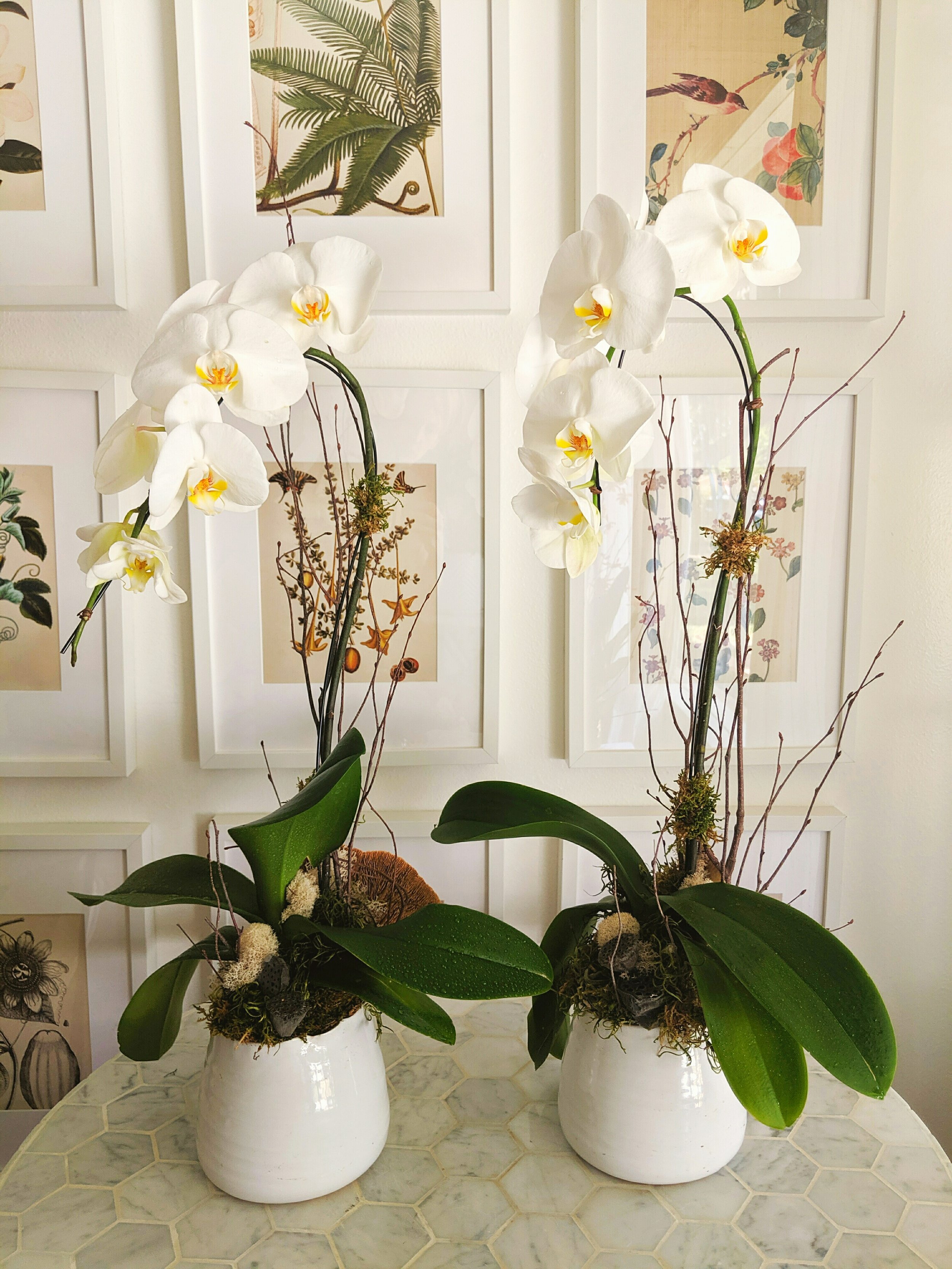 white-orchid.jpeg