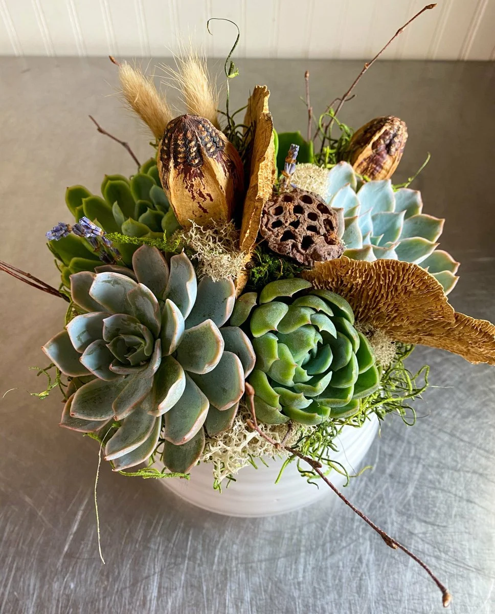 meaning of succulence Designer's Choice Succulent Garden main image 0