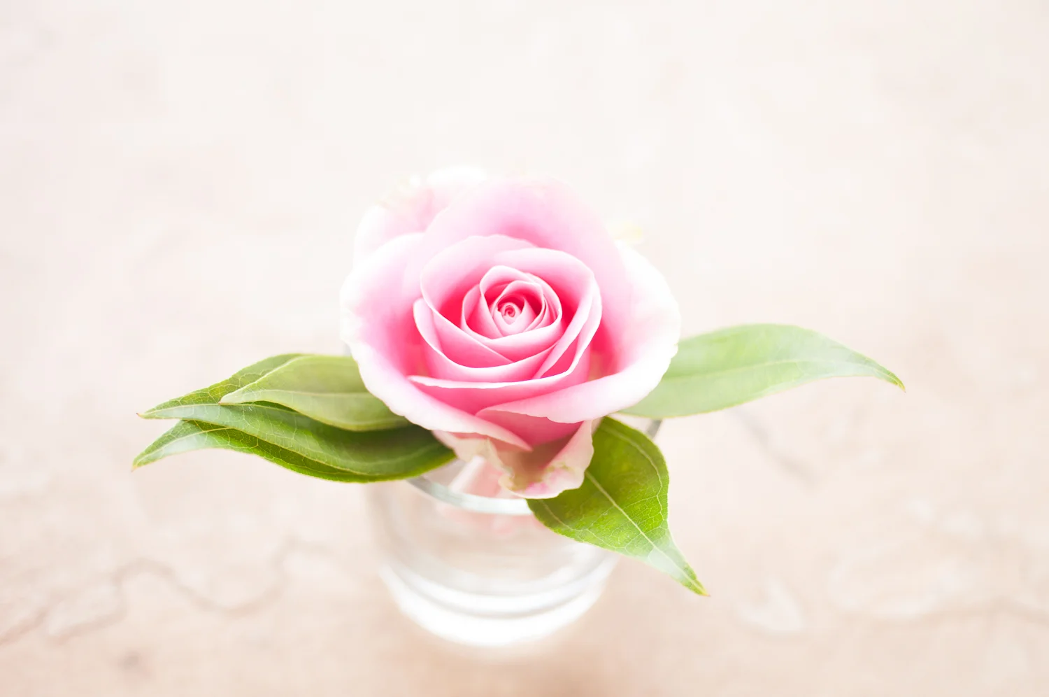 robinmwhitephoto-15.jpg