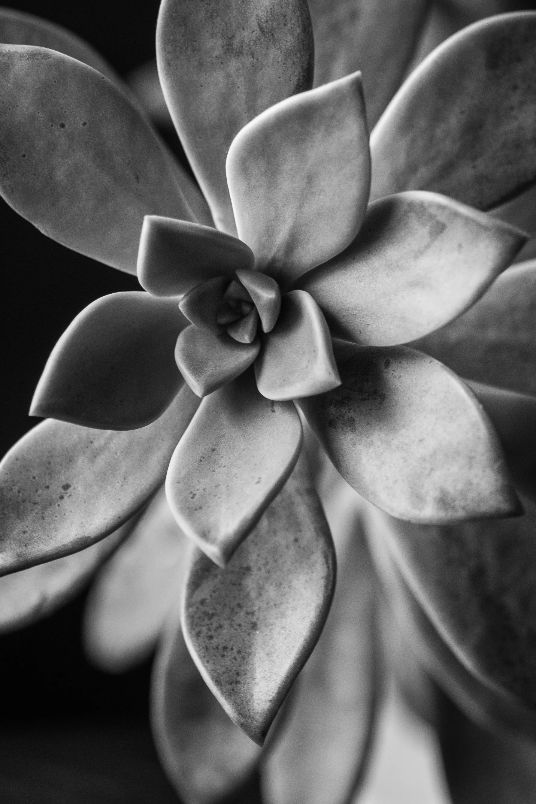 robinmwhitephoto-2.jpg