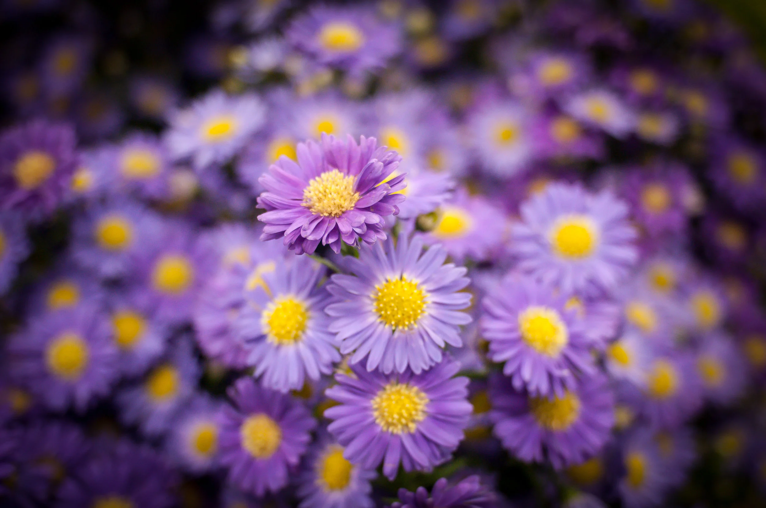 robinmwhitephoto-1-3.jpg