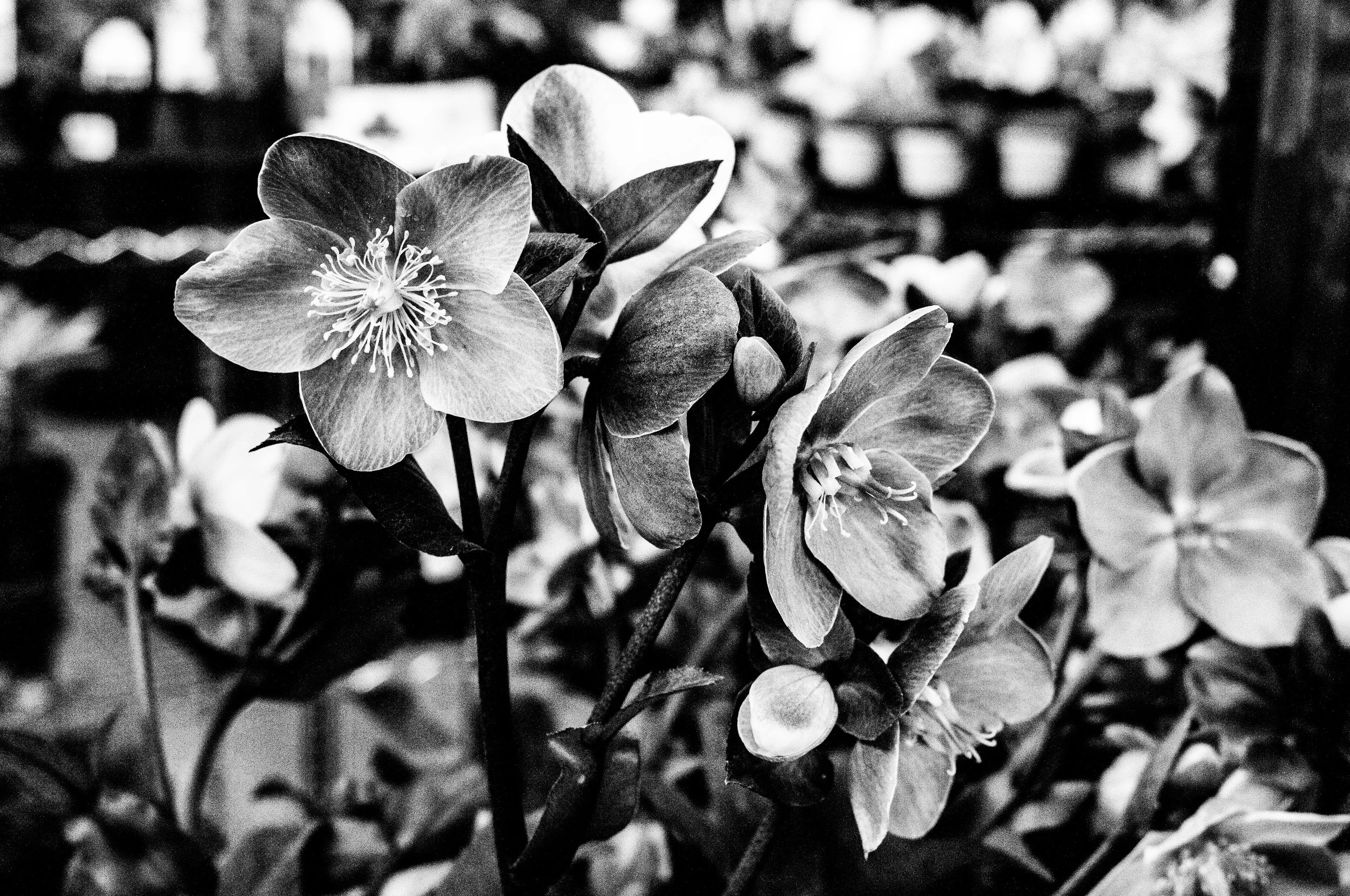 robinmwhitephoto-1-3 copy.jpg