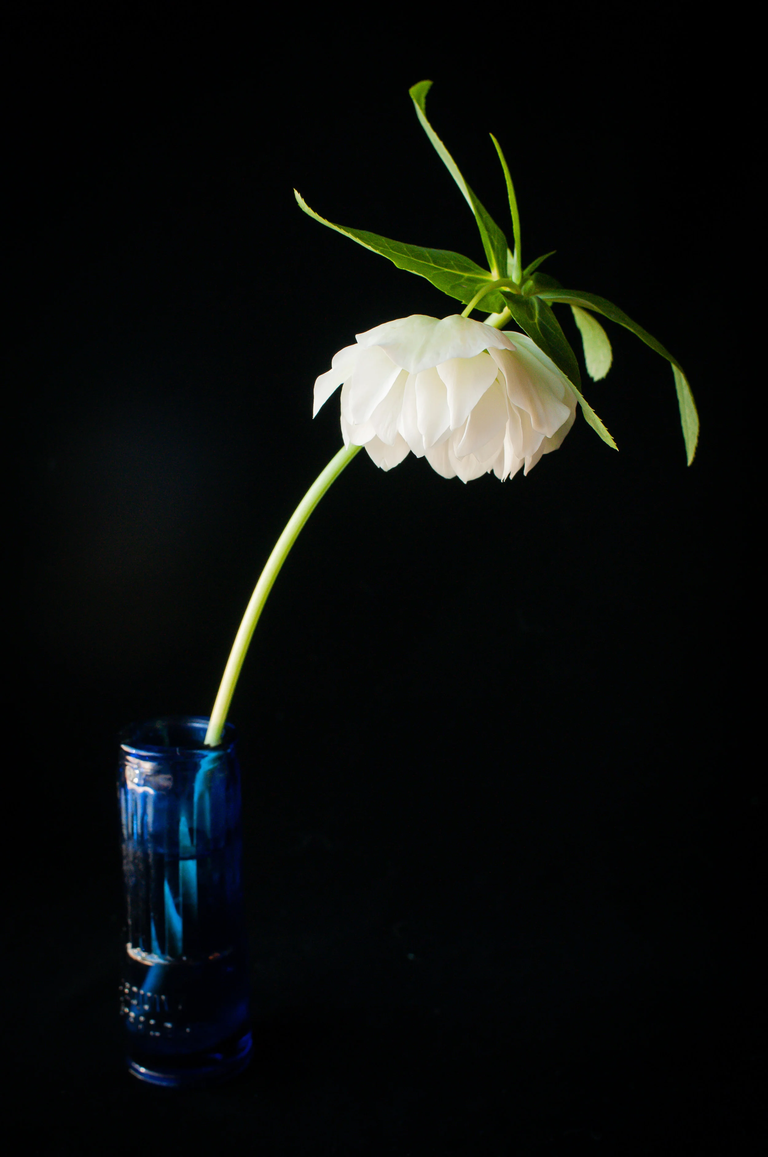 robinmwhitephoto-1-7.jpg