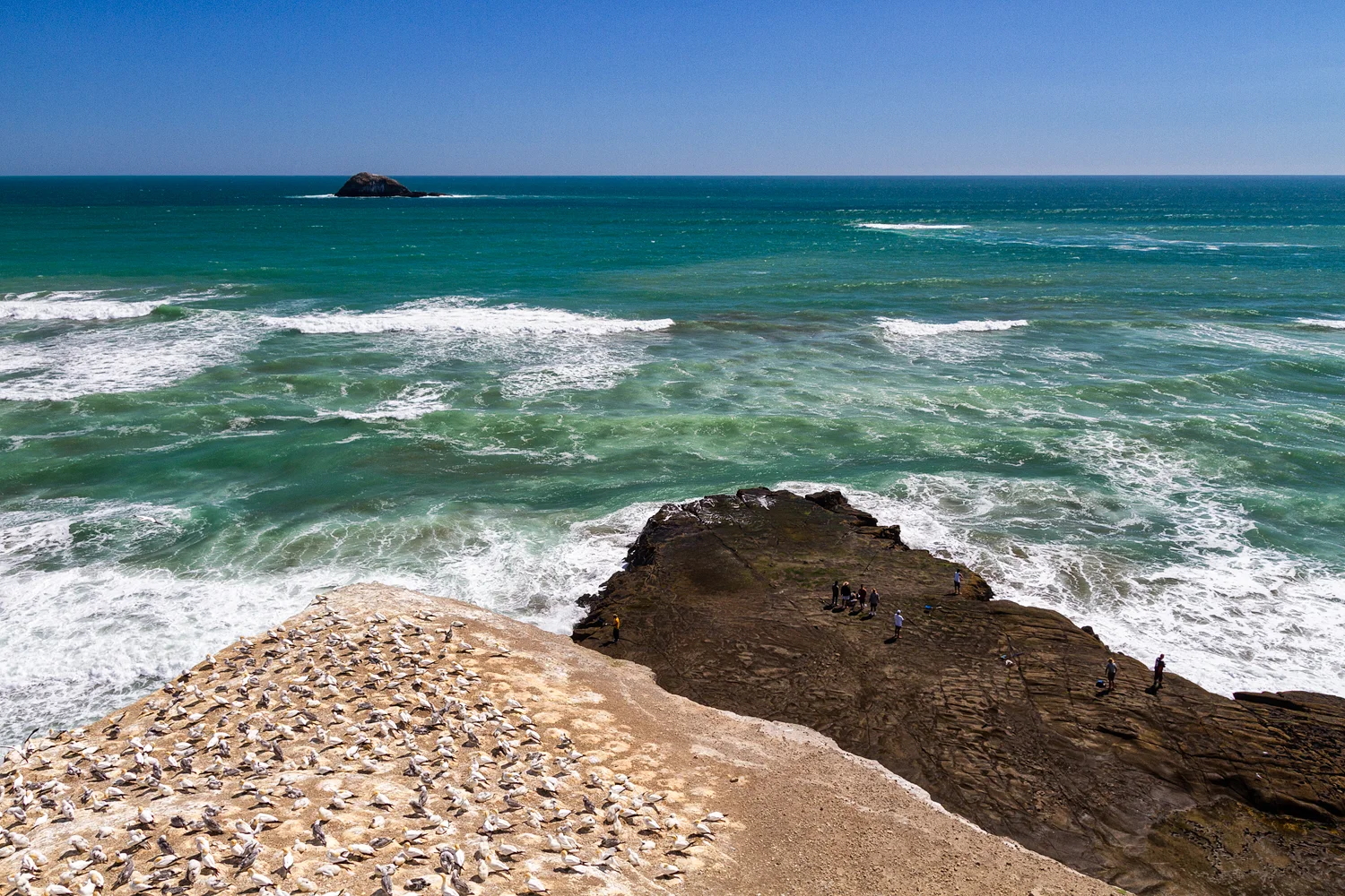 The Gannet colony and fisherman on Otakamiro Point.