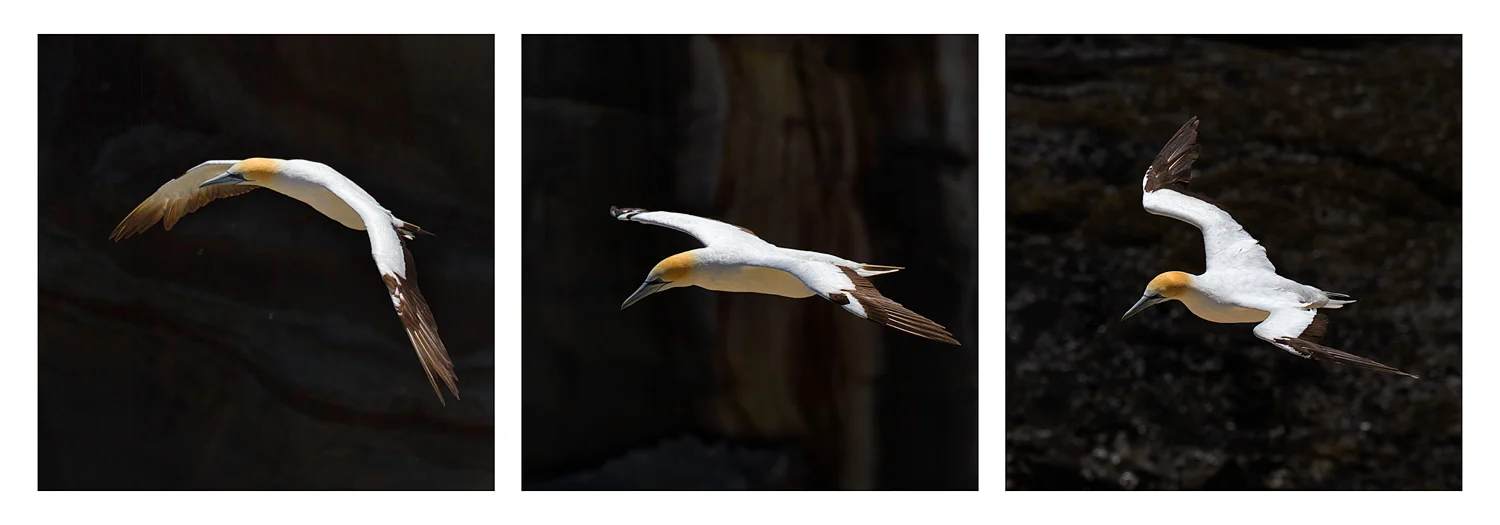 Gannets in flight