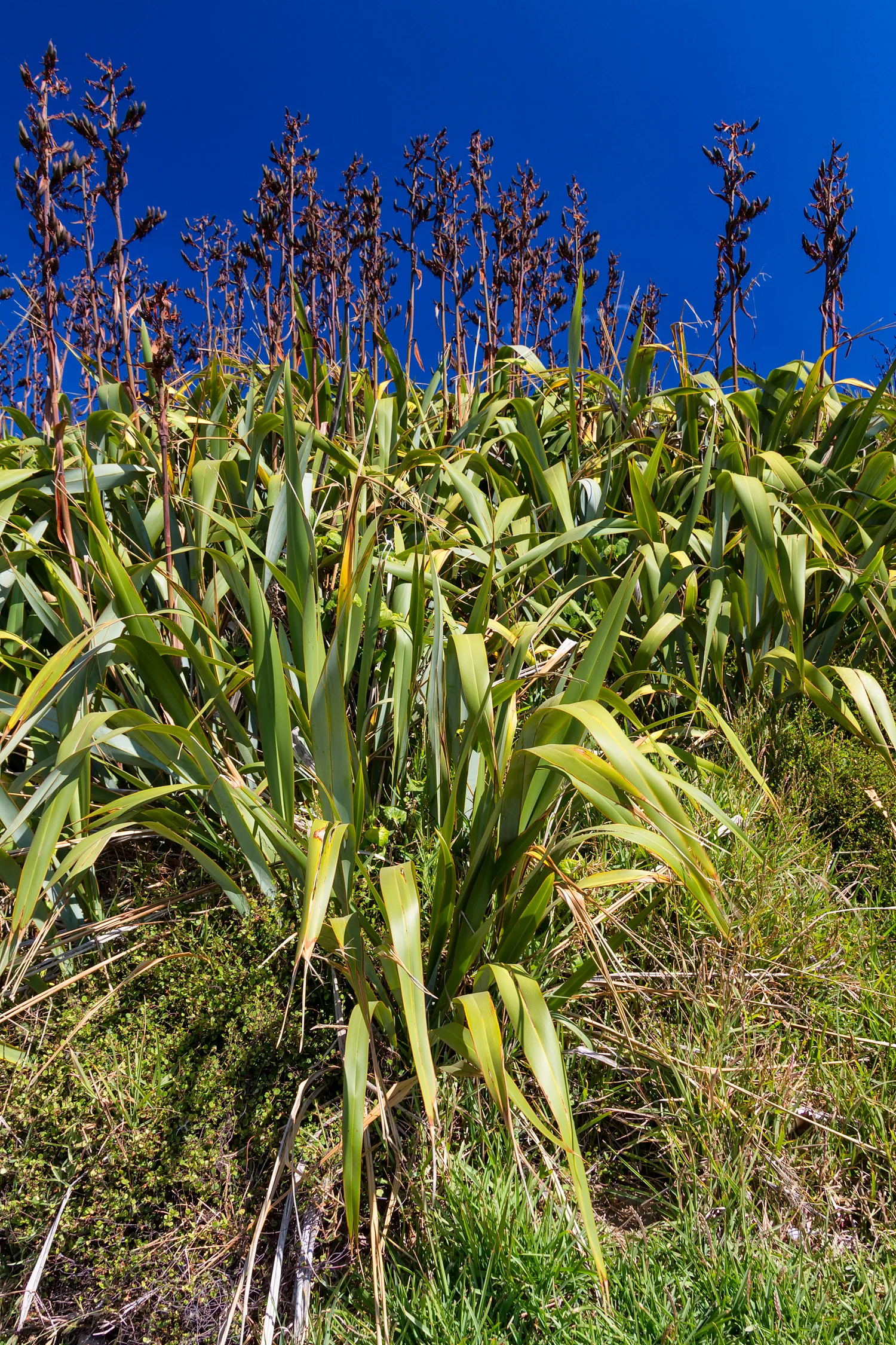 Flax Plants, they're all over the show on the cliff top.