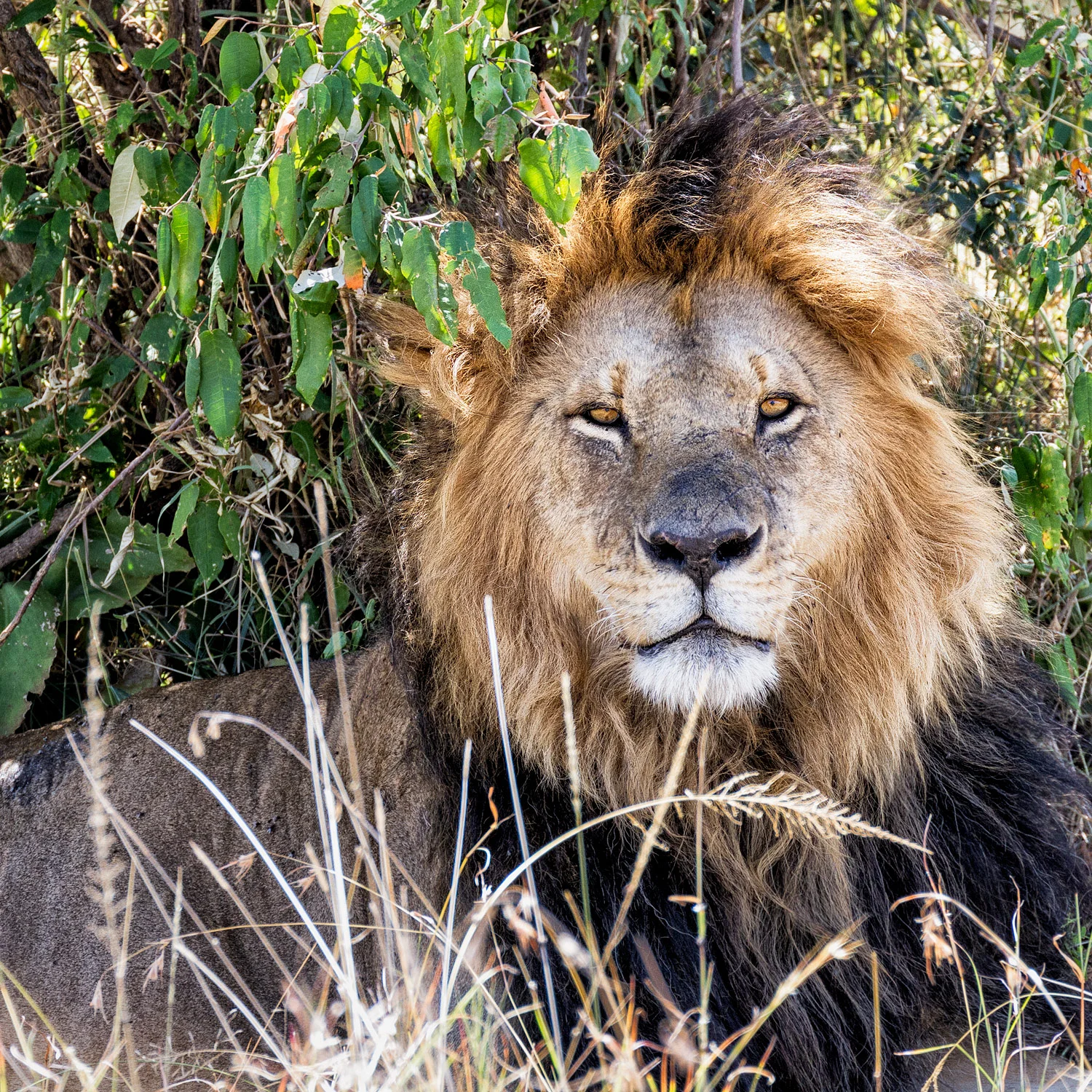 Lion Portrait. - 300 mm | 1/200 th sec | f7.1 | ISO400