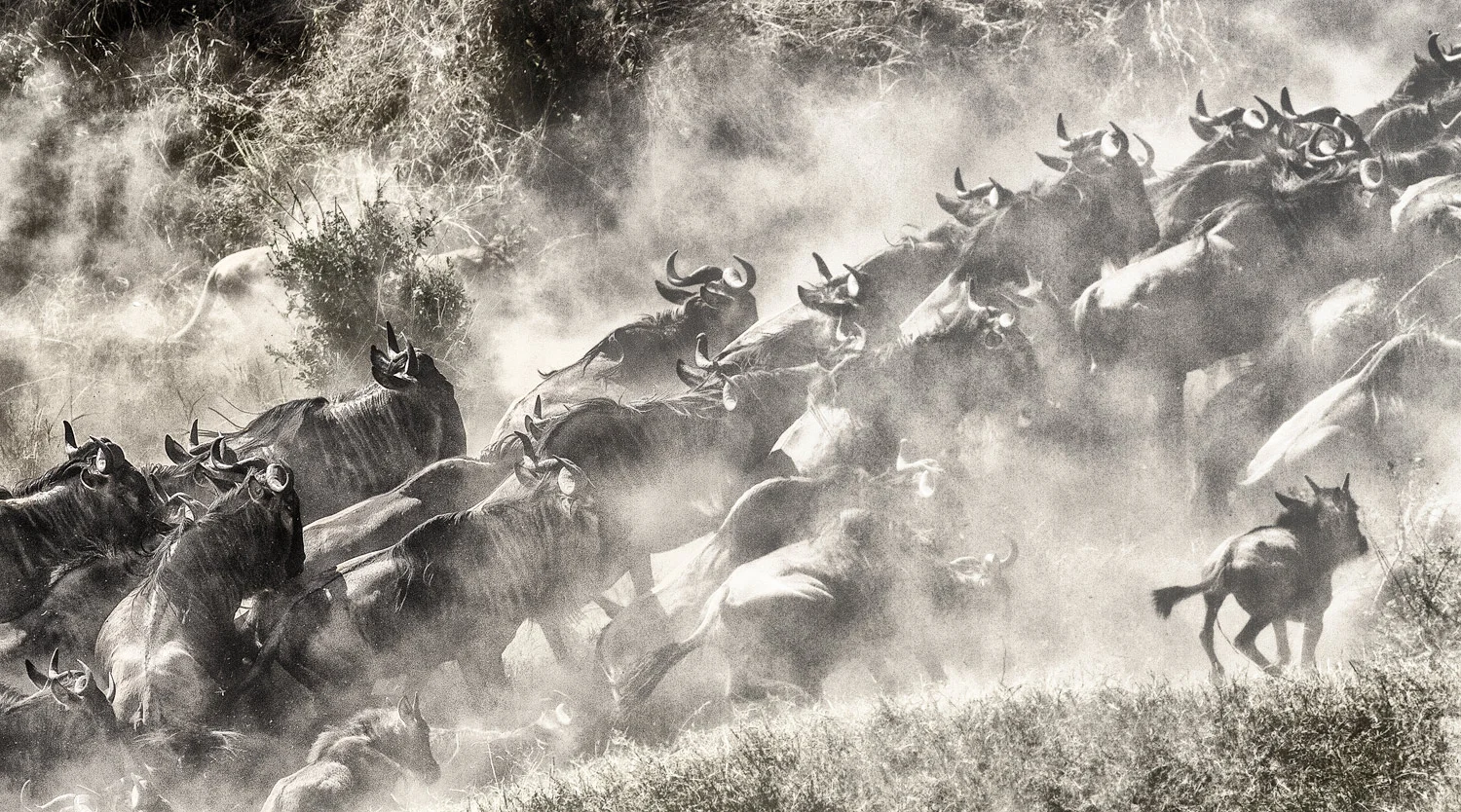 The Panic. 300mm | 1/800th sec | f7.1 | ISO200